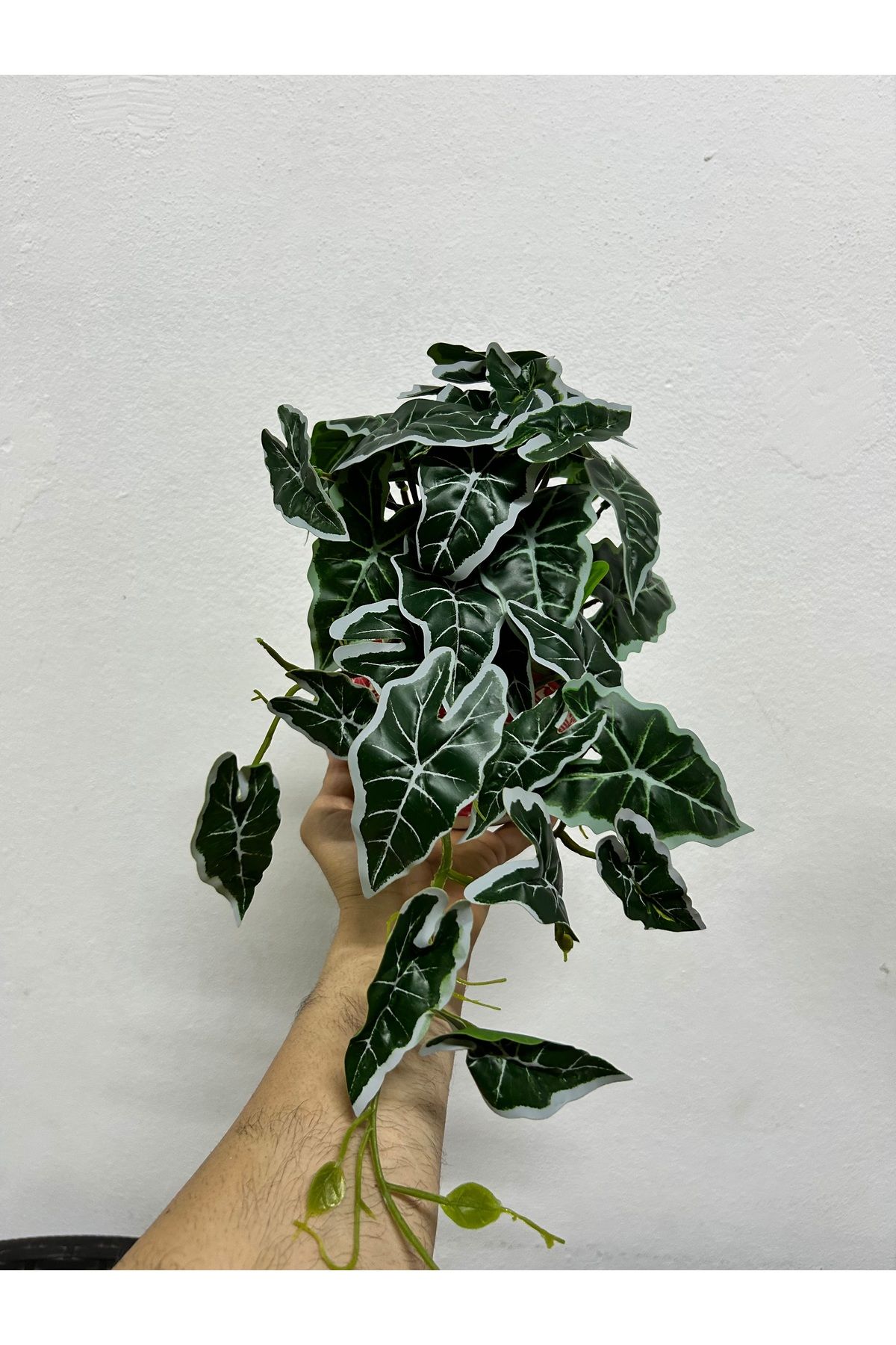 kamelyahome Yapay sarmaşık