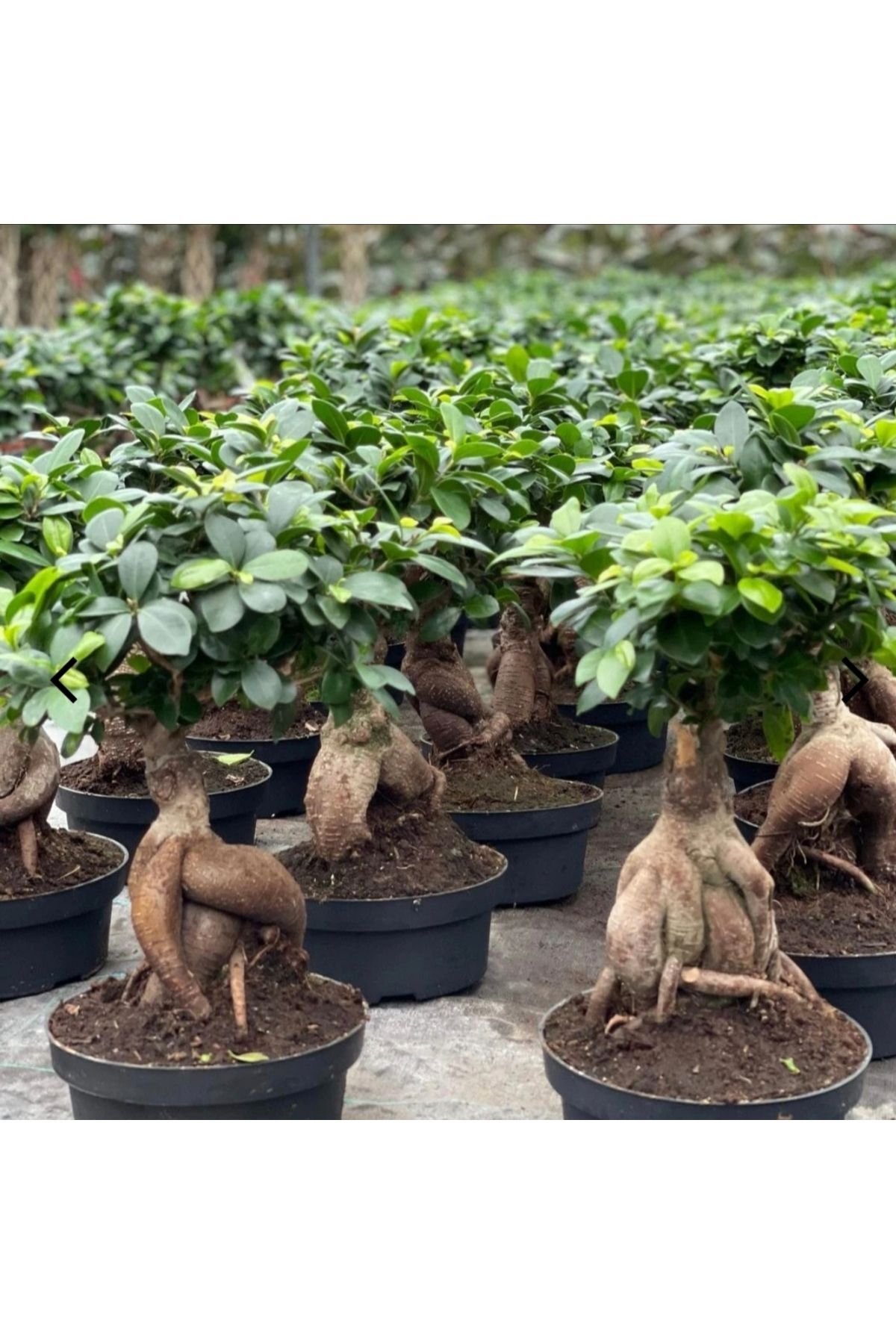 Yades Büyük boy bonsai ficus