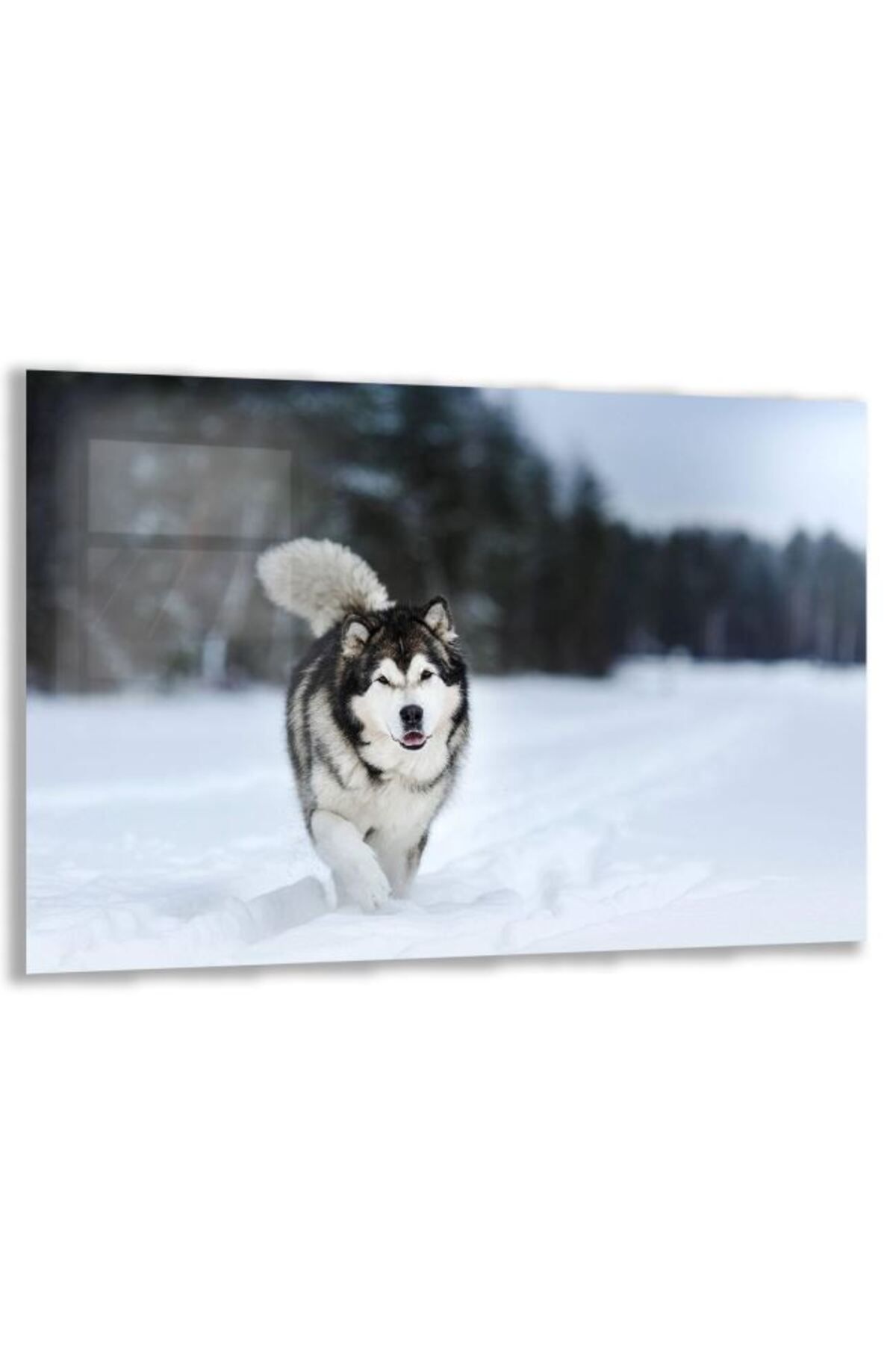 Domovit Köpek Cam Tablo - Yatay Motif 01-003