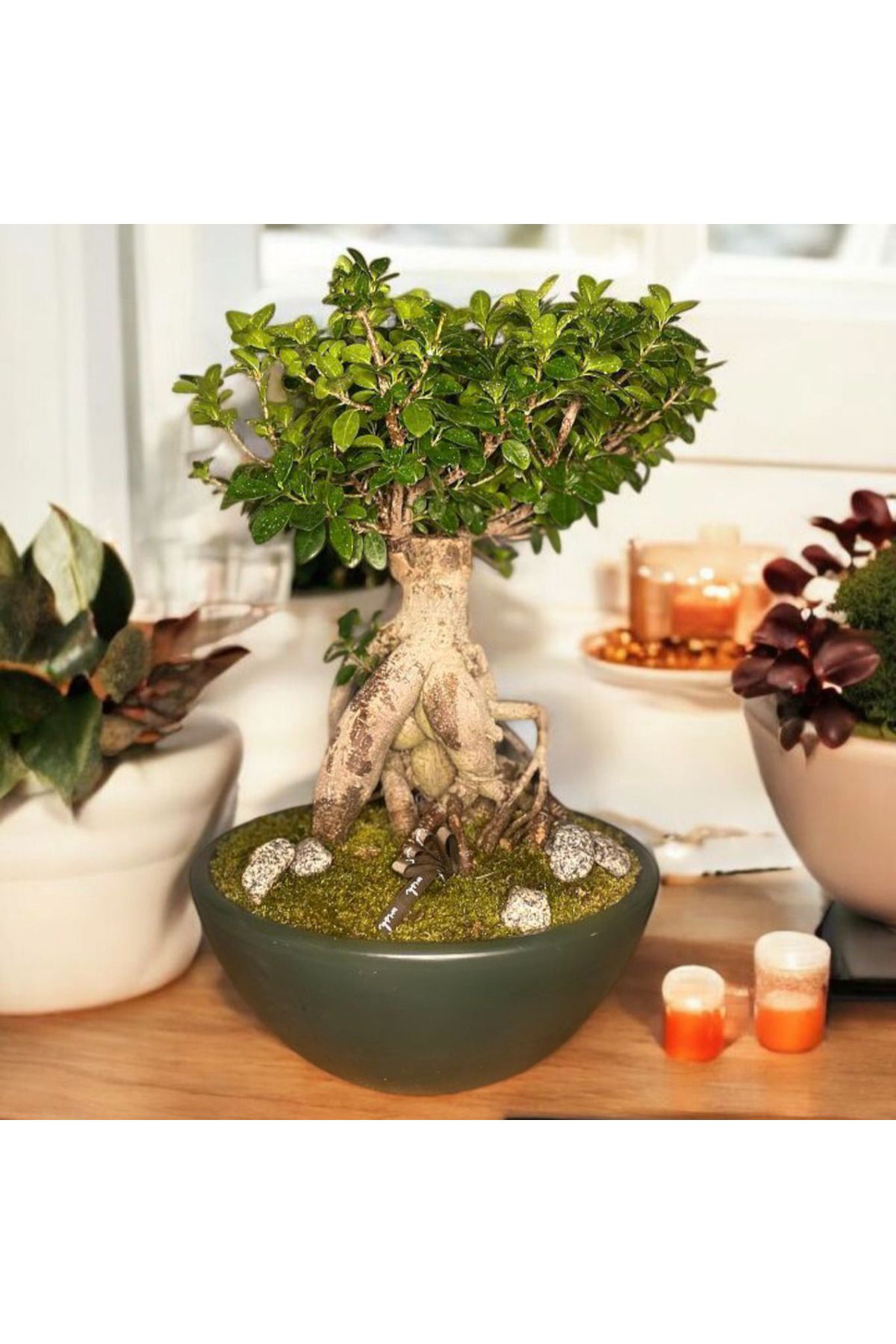 Yades Dekoratif Saksıda Büyük Ficus Bonsai +-40 cm
