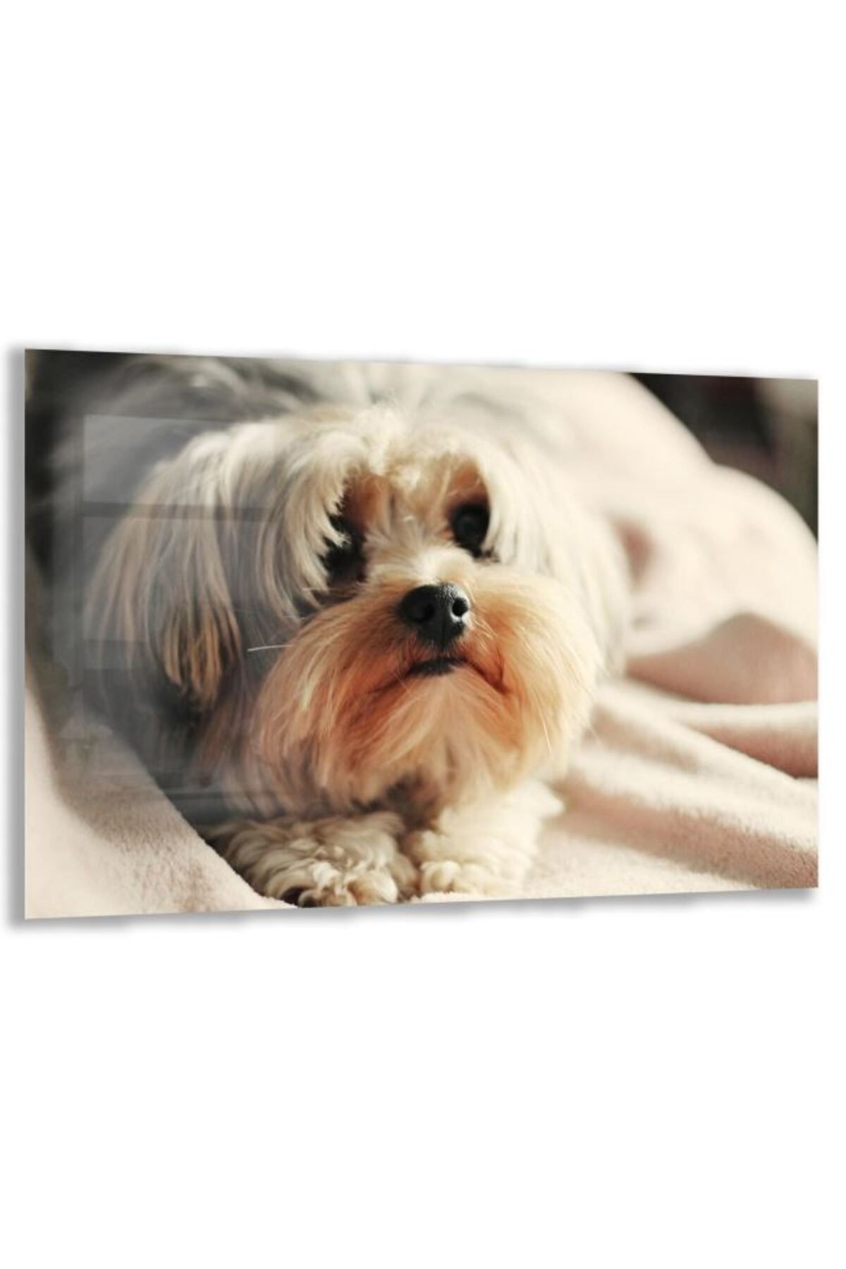 Domovit Köpek Cam Tablo - Yatay Motif 01-031