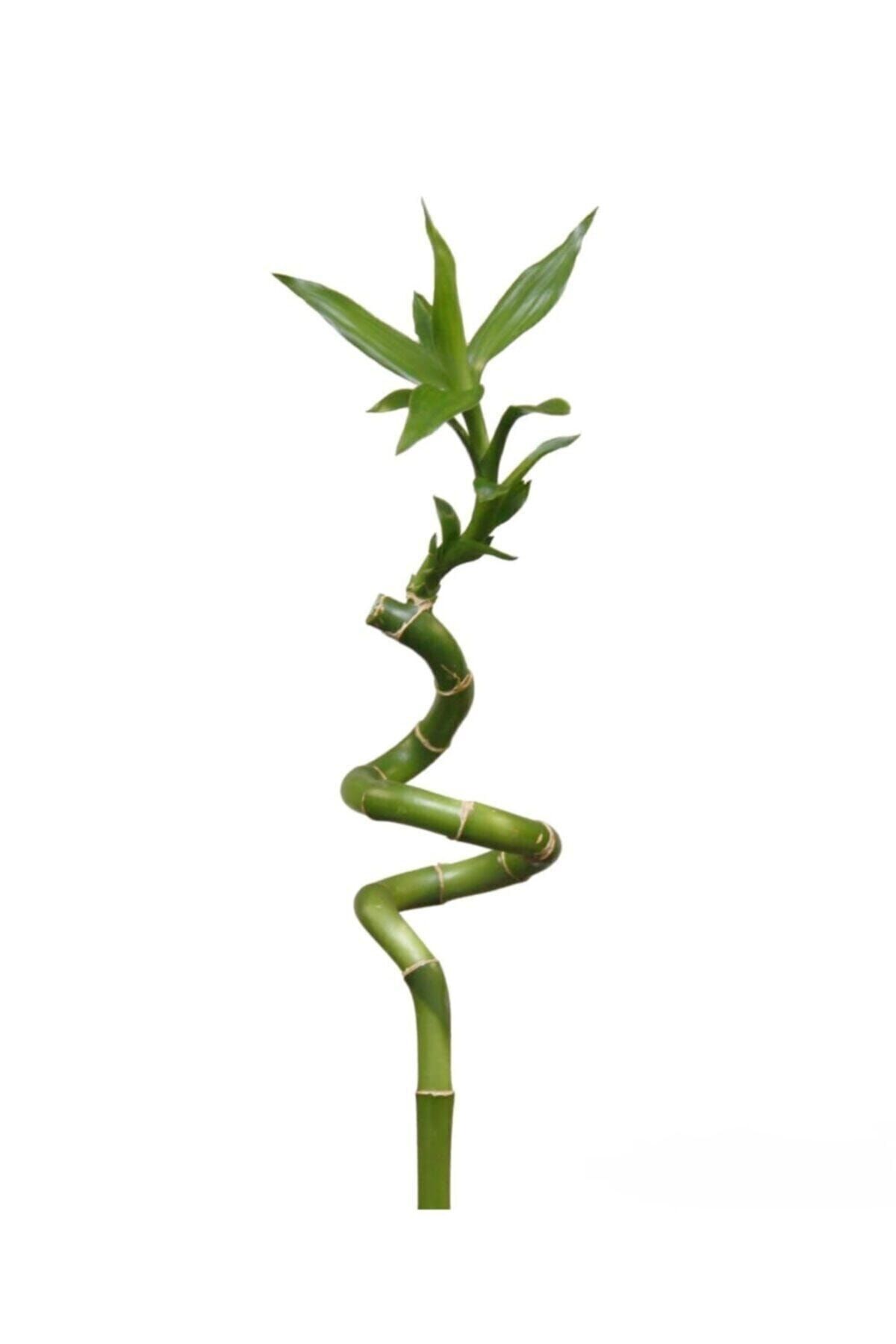 TOBAİ 1 Adet Dal Şans Bambusu 70-80 Cm Salon Bitkisi Ev Bitkisi Lucky Bamboo Ofis Bitkisi
