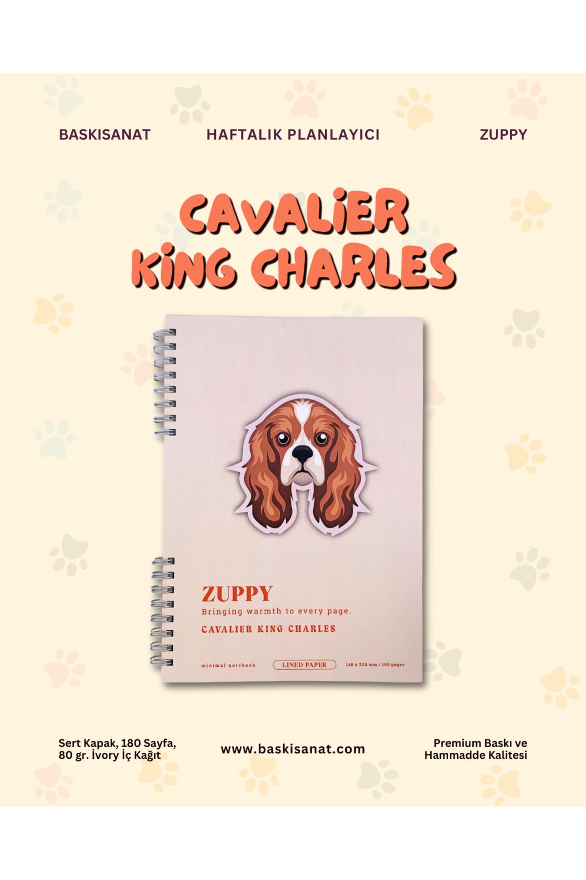 BASKISANAT Zuppy - Chavalier King Charles