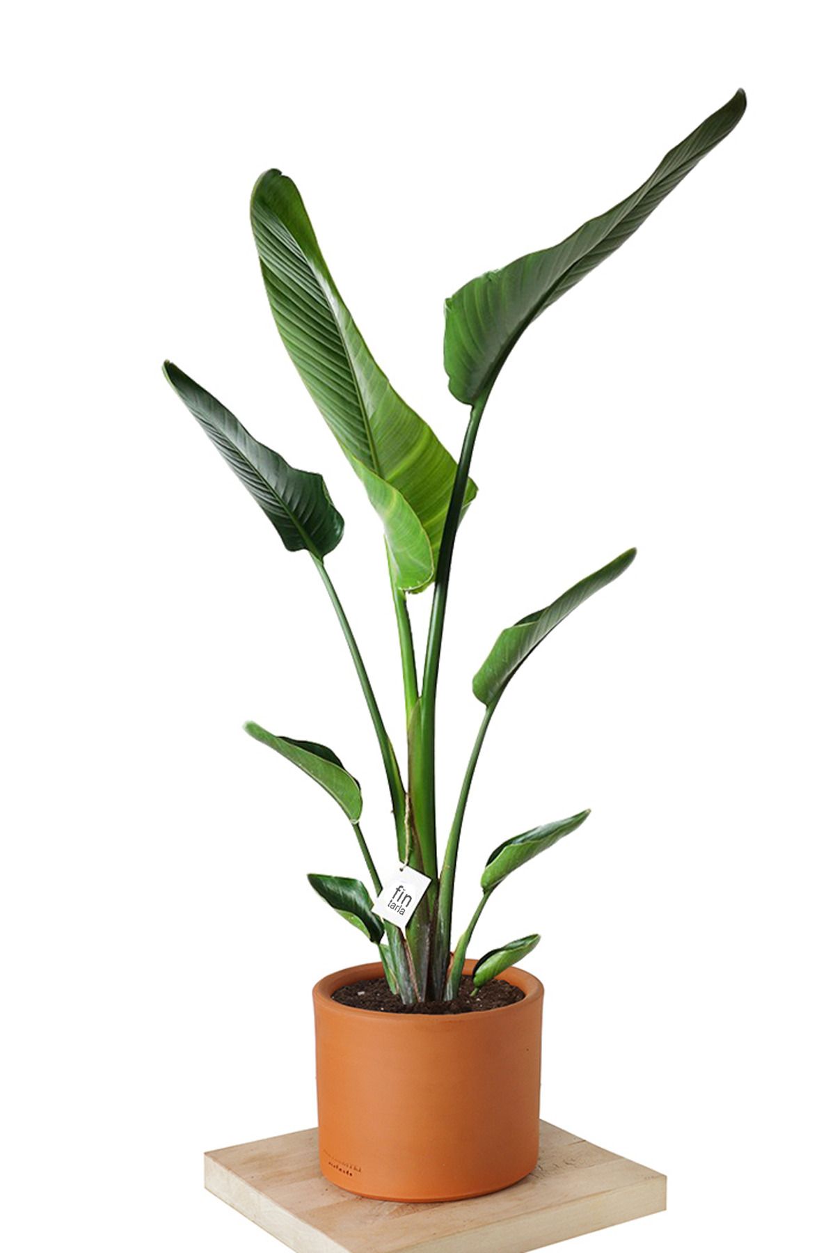 Fintarla Starliçe - Tek Köklü (Cennet Kuşu Çiçeği - Strelitzia 140-160 cm