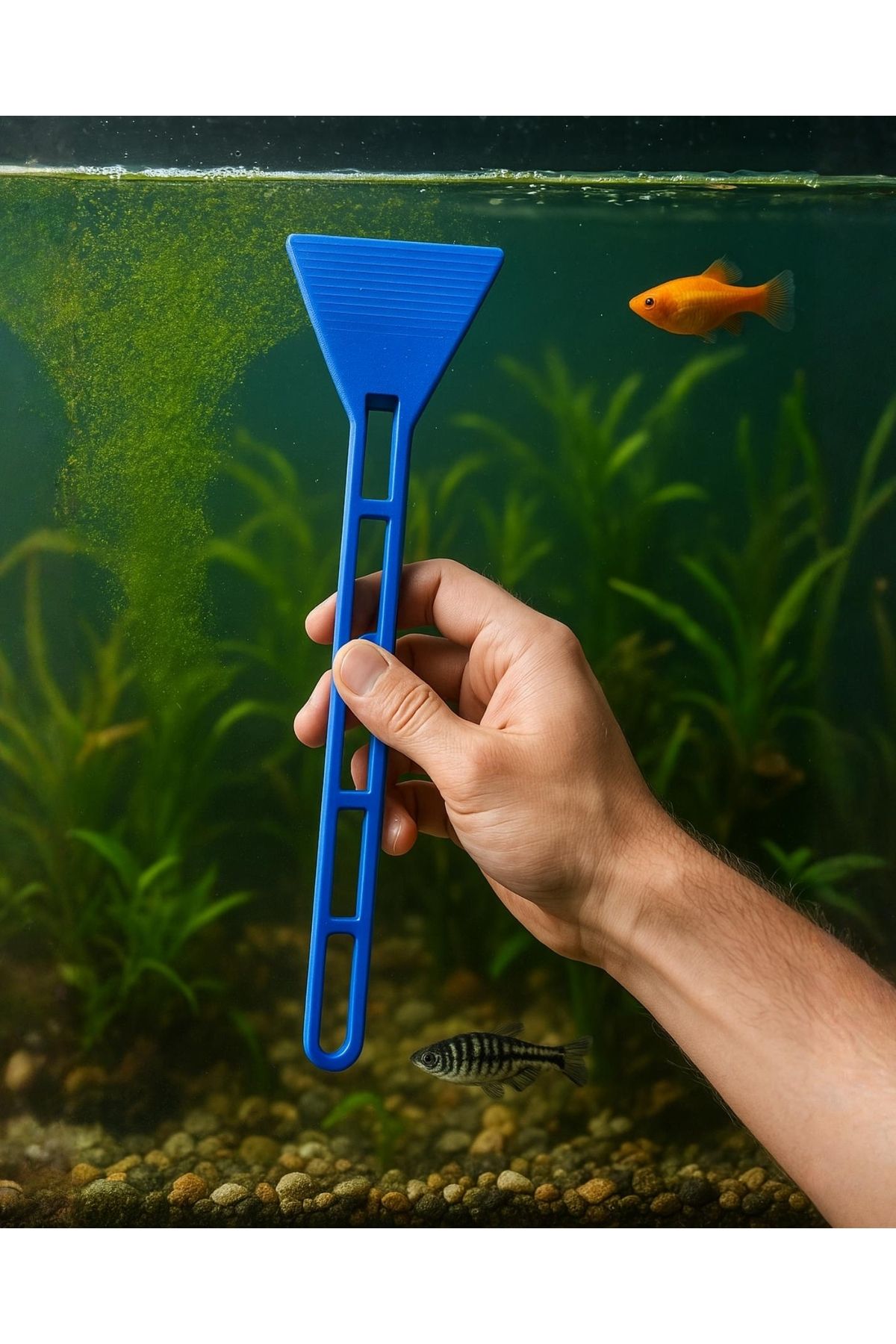 MDİZMİR Akvaryum Cam Temizleme ( Mavi ) Akvaryum Cam Kazıma Aparatı Akvaryum Cam Sileceği MDizmi Petshop