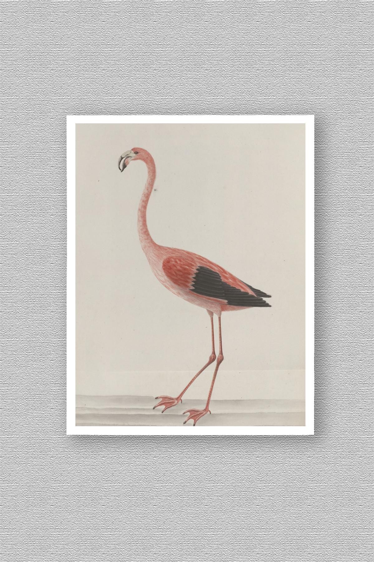 WoodyArts Çizim Flamingo - Beyaz Çerçeve