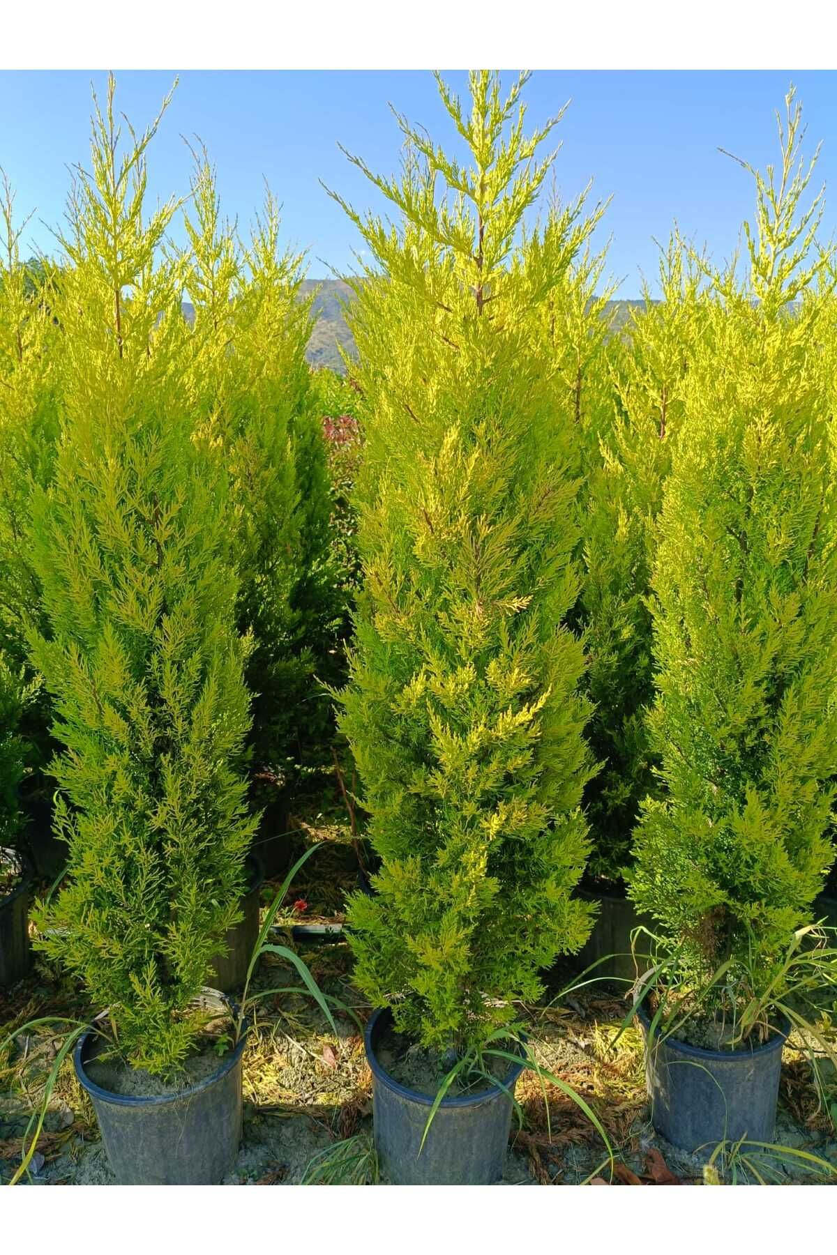 MorDekor Kokulu Limon Çamı 35-50 cn
