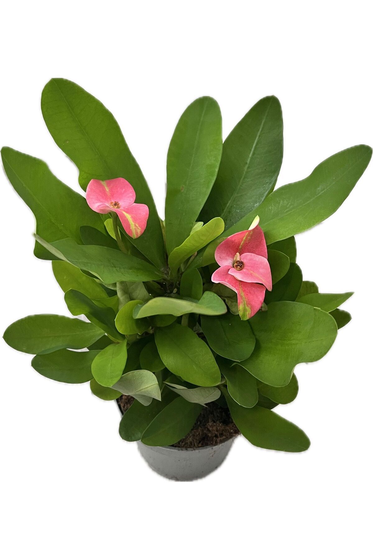 NO BRAND Euphorbia Milii (Dikenler Tacı) – Çiçek Açan Canlı Sukulent | Kolay Bakım, Saksılı Bitki