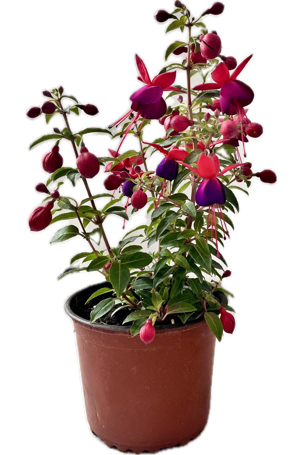 NO BRAND Küpe Çiçeği (Fuchsia)-MOR– Sarkan Çiçekli Canlı Bitki | Renkli, Dekoratif, Kolay Bakımlı Saksılı