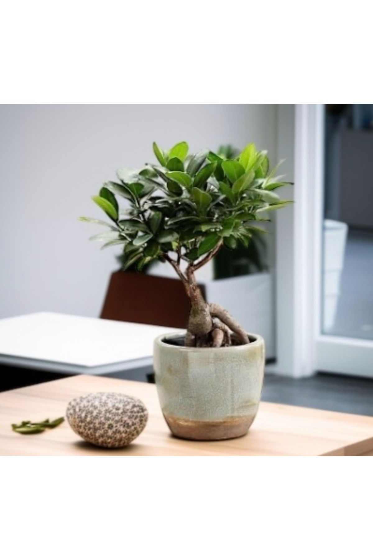 Yades ficus ginseng el yapımı taş saksıda 10.5 çap 25 yükseklik