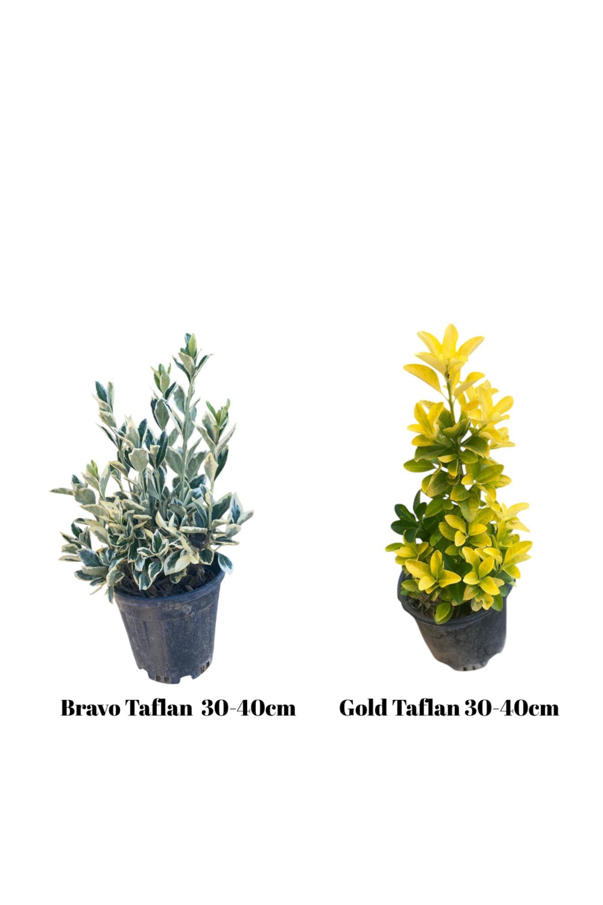 Nura Botanik İkili Set Bravo-Gold Taflan 30-40cm
