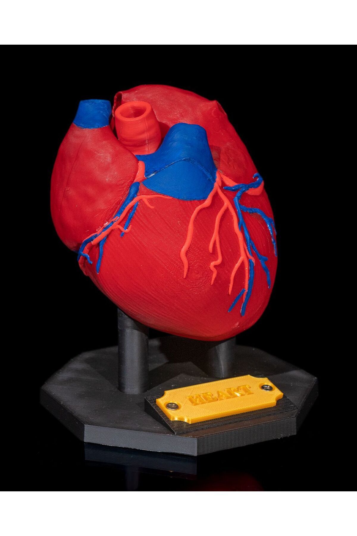 3Durak 3D Yazıcı Anatomik Kalp Modeli