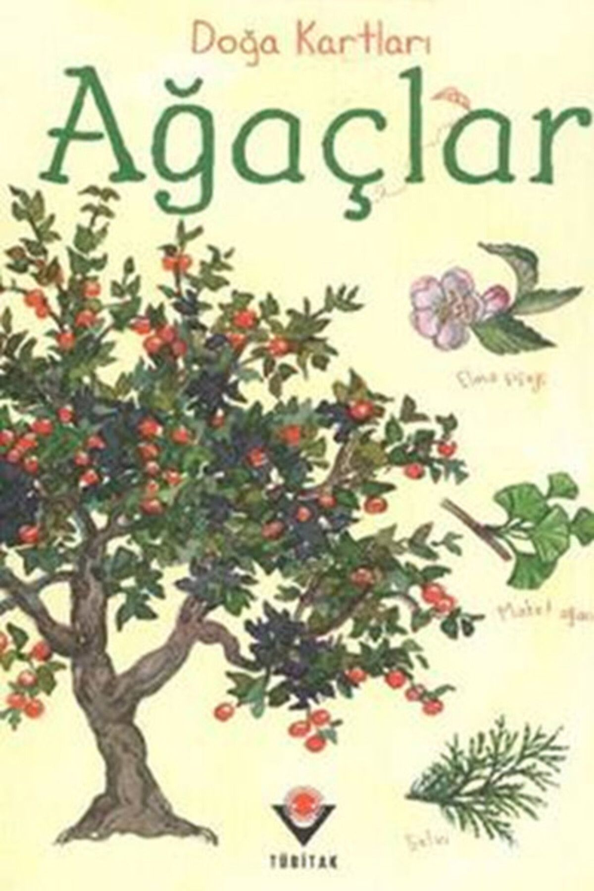 Hak Yayınları Doğa Kartları - Ağaçlar