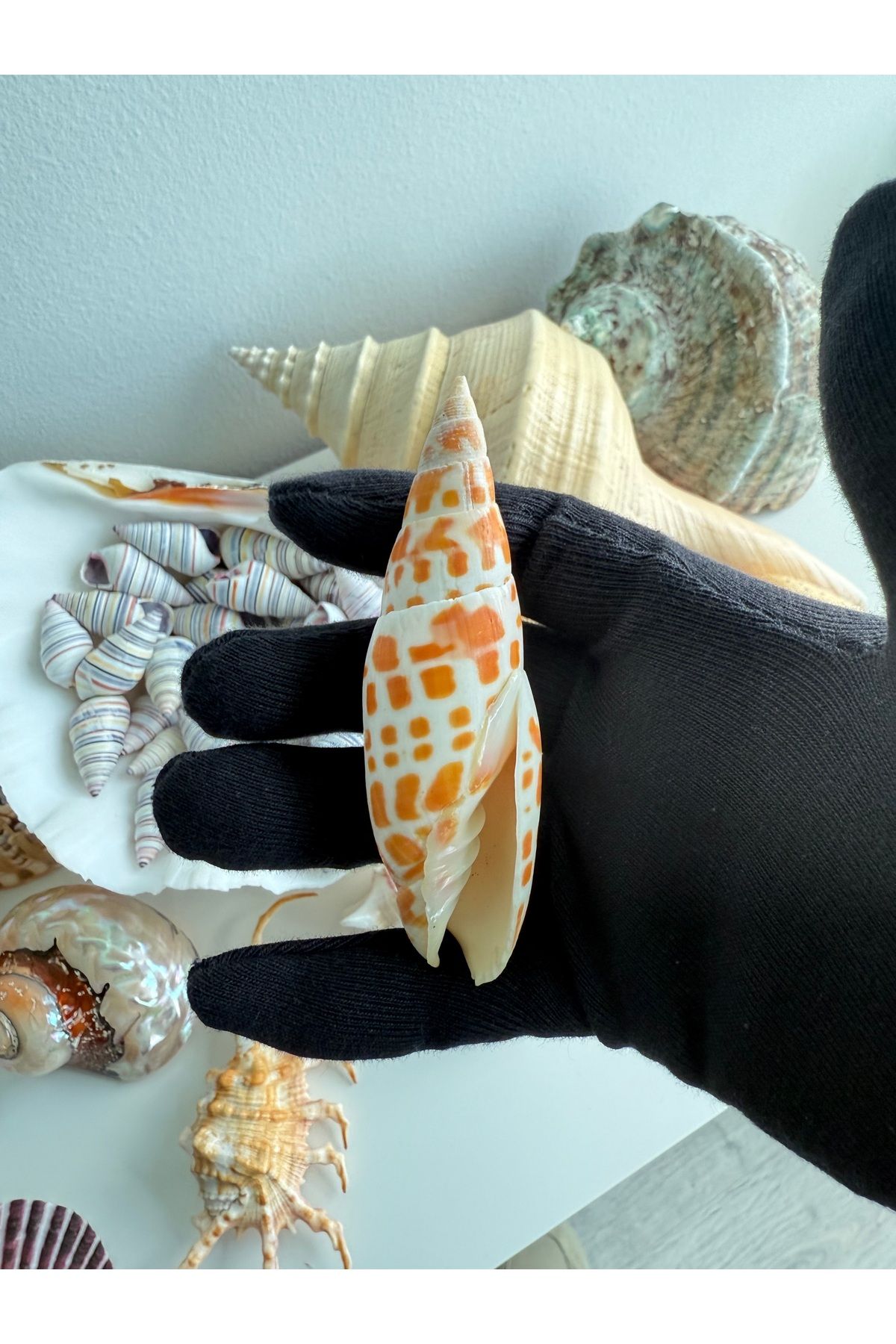 Seashell Rio Deniz Kabuğu; Mitra mitra (Episcopal Mitre) | 9-11 cm Tropikal Dekor & Koleksiyon Kabuk