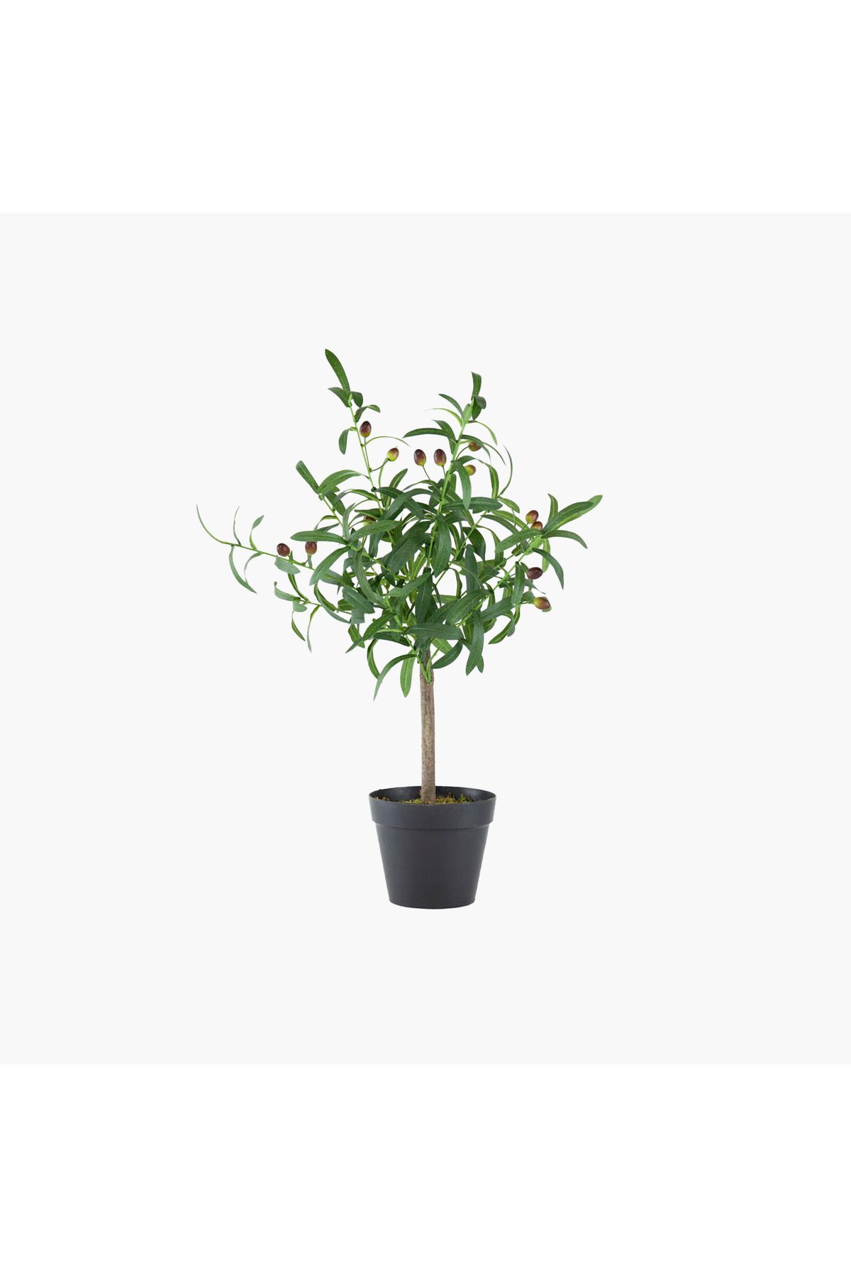 JASMIN CONCEPTS Saksılı Zeytin Ağacı 40X30X66cm