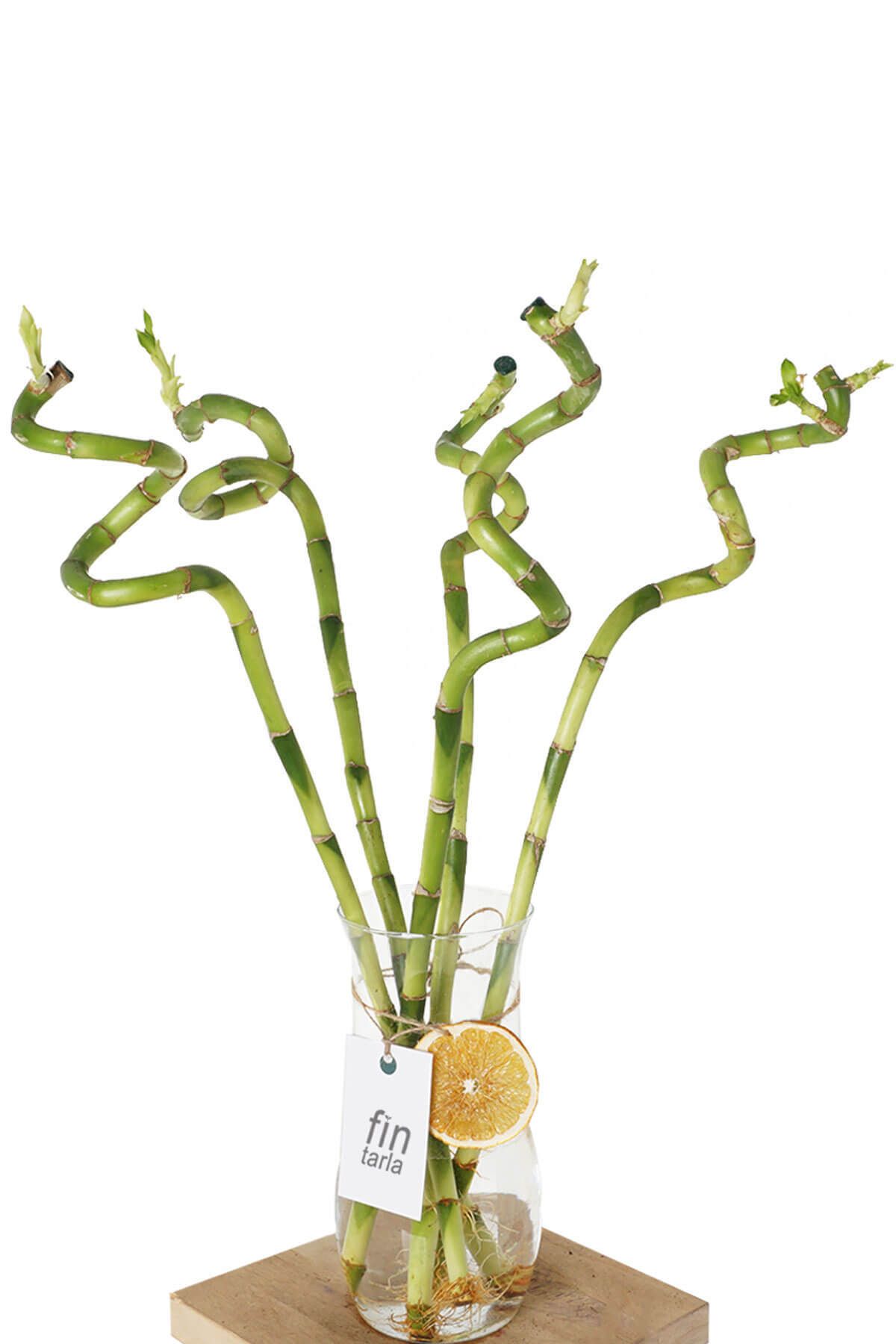 TOBAİ 3 ADET 70-80 cm Şans Bambusu Ithal Bambu Lucky Bamboo Ev Bitkisi Salon Bitkisi Ofis Bitkisi