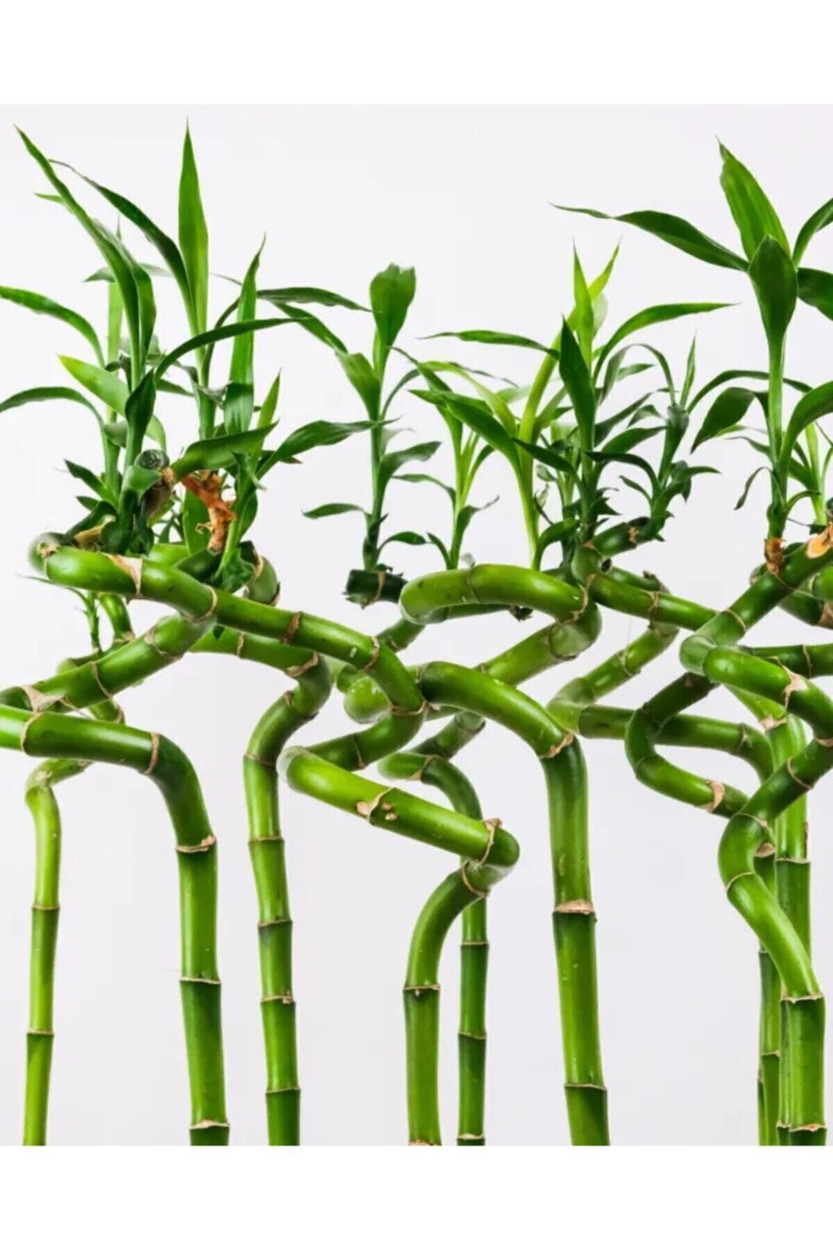TOBAİ 10 Adet Dal Şans Bambusu 70-80 Cm Salon Bitkisi Ev Bitkisi Lucky Bamboo Ofis Bitkisi