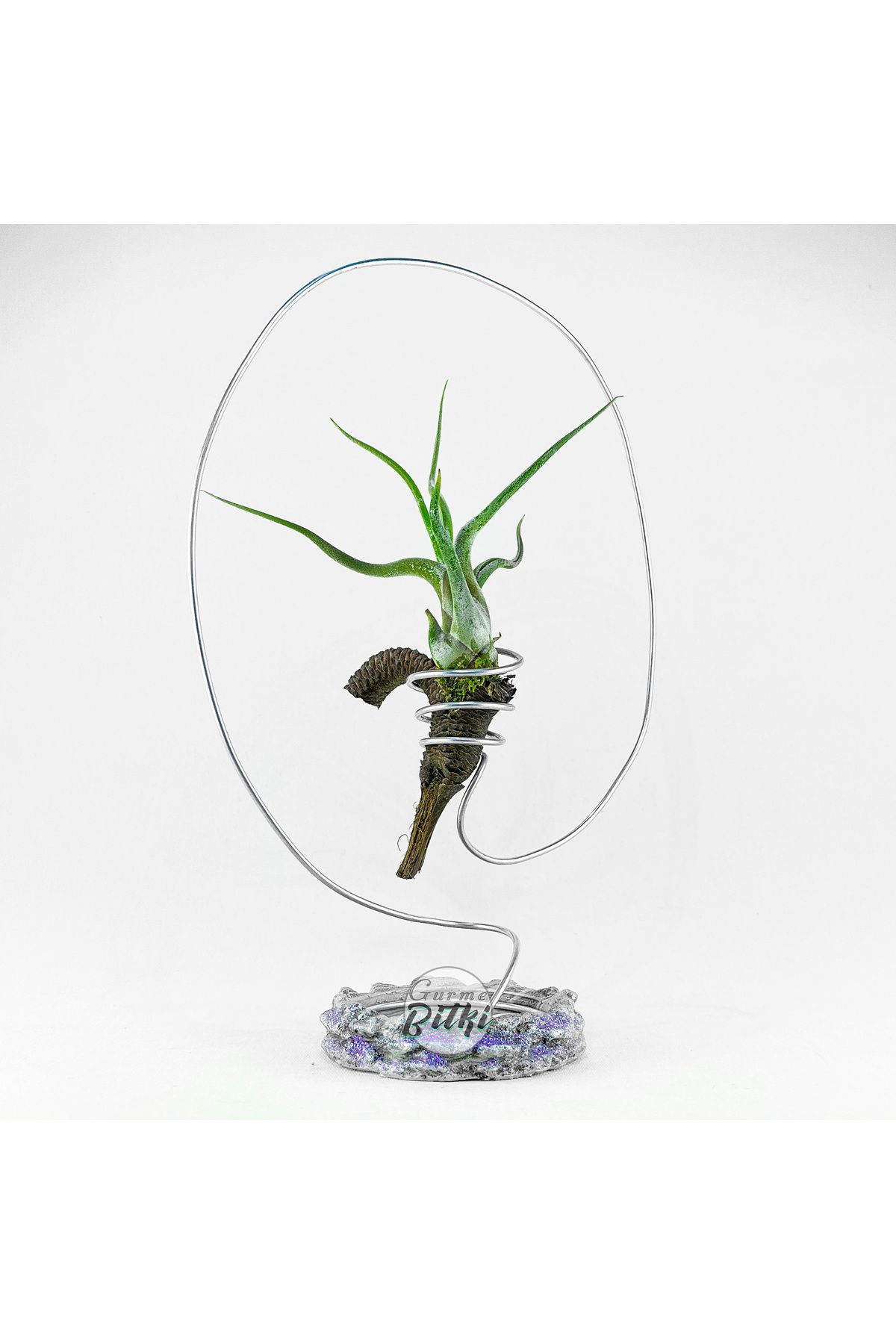 Gurme Bitki Ring Of Medusae - Tillandsia Caput Medusae Hava Bitkisi Çiçeği Aranjman