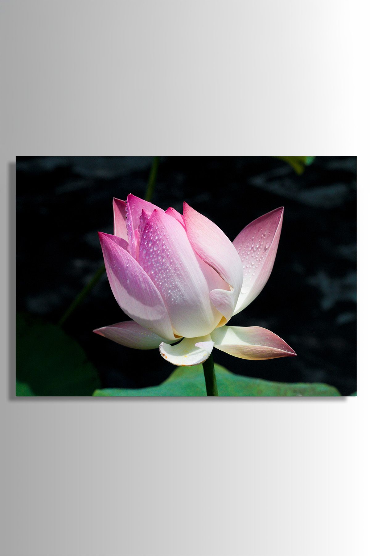 Nejjelo Lotus Çiçeği Cam Tablo Hediyelik Kırılmaz