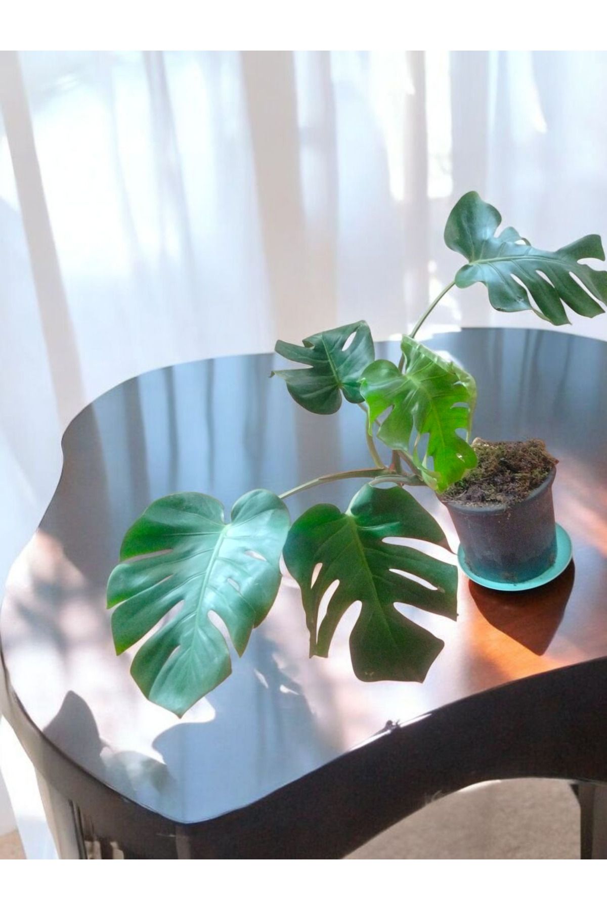 YLC HOME MONSTERA