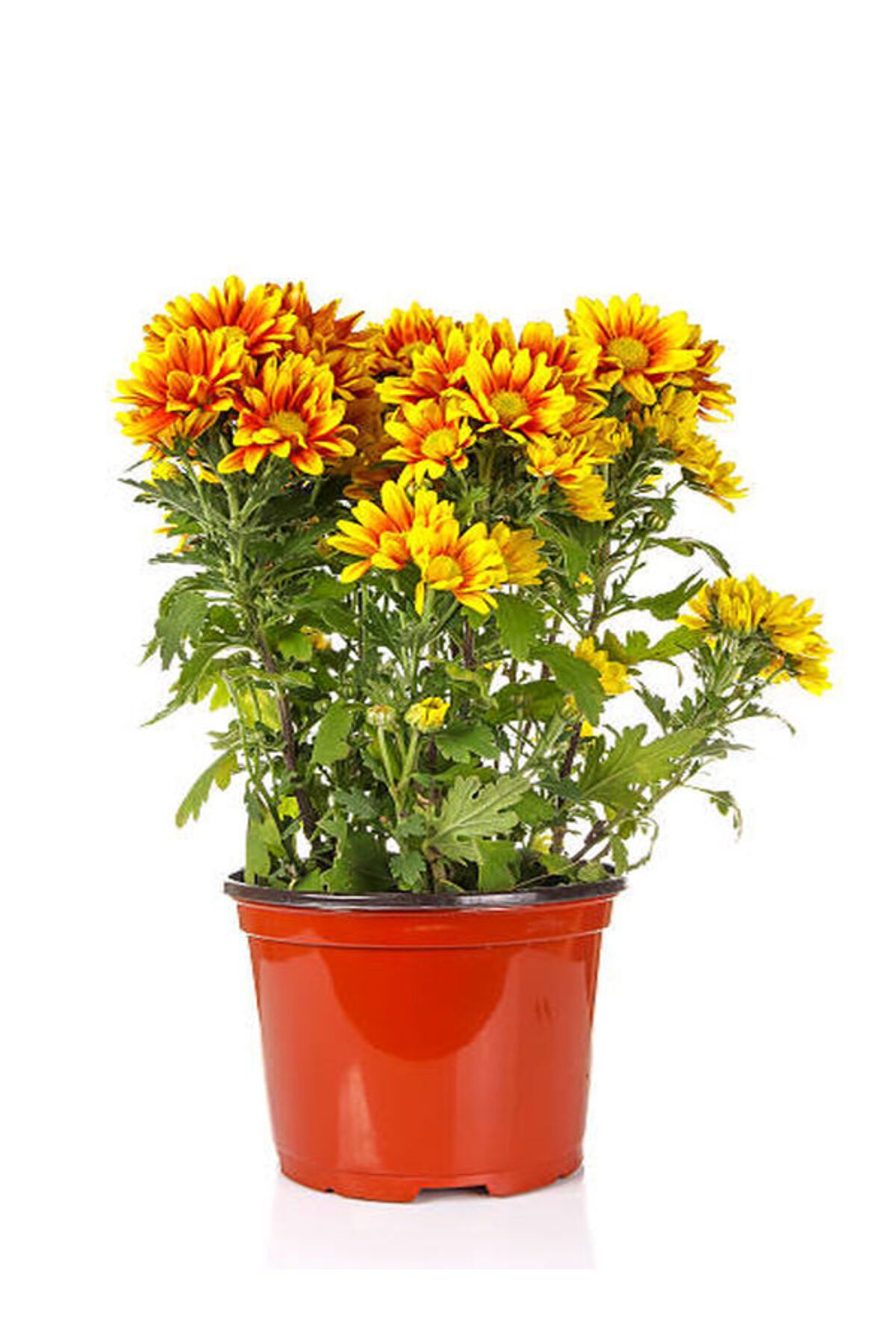 Flora Vadi Çift Renkli 1 Adet Saksılı Krizante Çiçeği (Chrysanthemum)