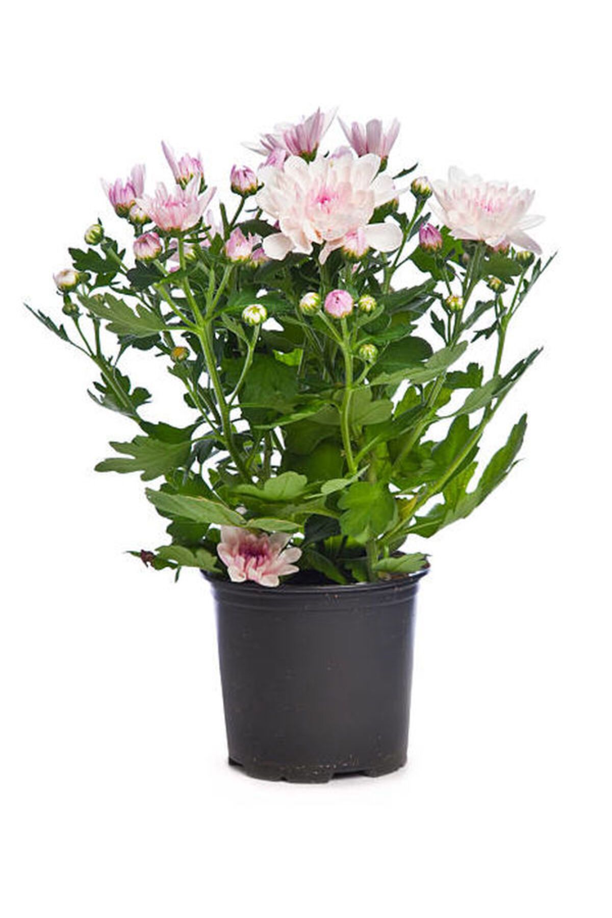 Flora Vadi Muhteşem Kokulu Pembe Çiçekli Krizantem (Chrysanthemum)