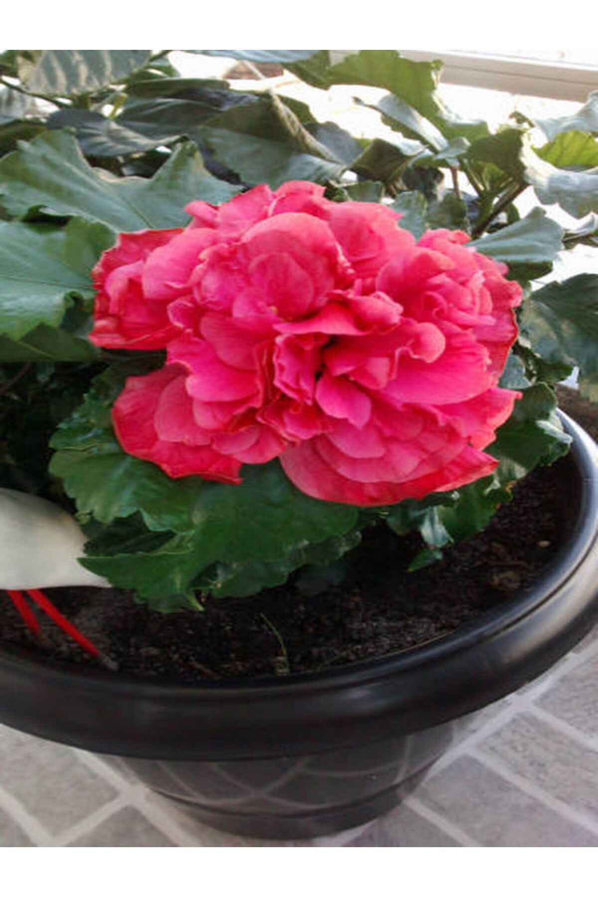 Flora Vadi Dolgun Formlu Saksılı 1 Adet Pembe Renkli Gül Begonya Begonia