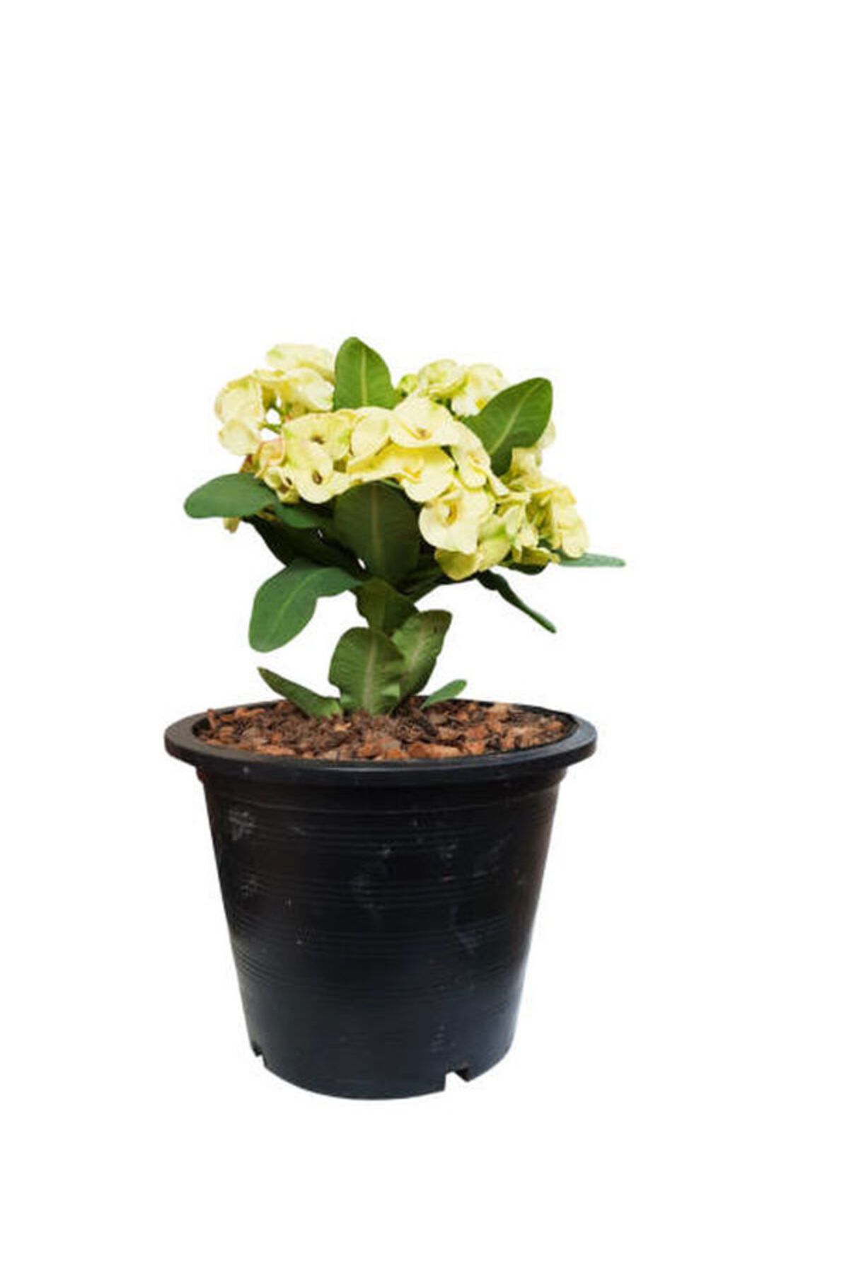 Flora Vadi İthal Dolgun Sarı Renkli 1 Adet Saksılı Dikenler Tacı Çiçeği Euphorbia milii