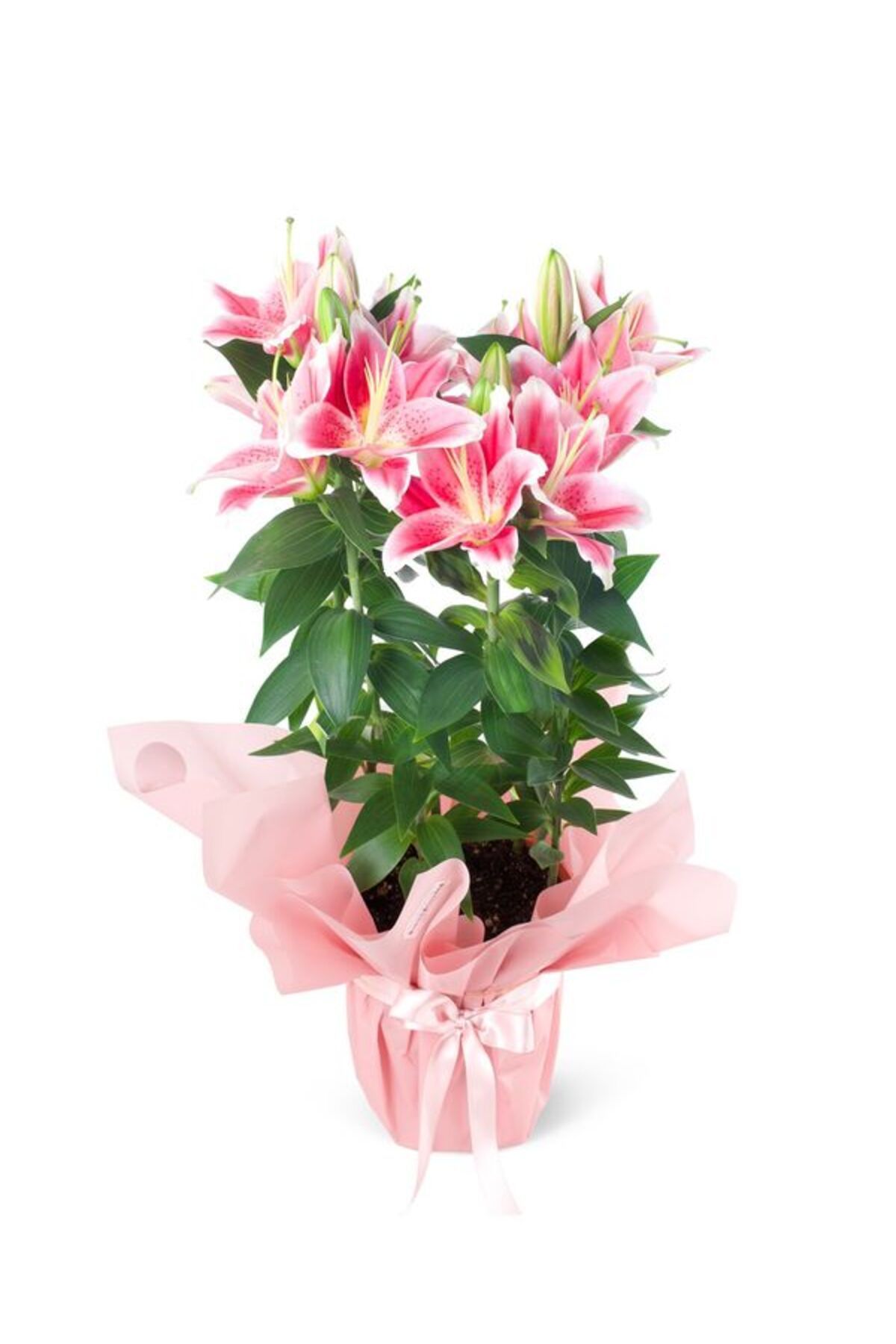 Flora Vadi Pembe Renkli 1 Adet Üretim Saksılı Lilyum Lilium