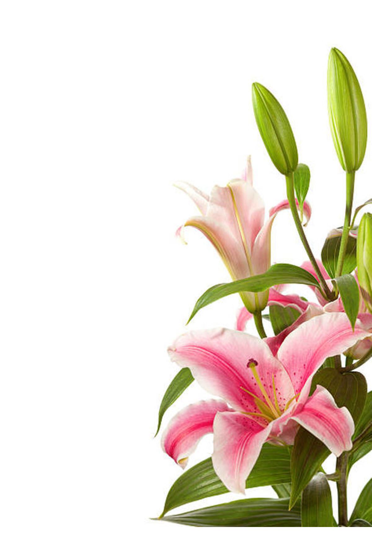 Flora Vadi Pembe Renkte 1 Adet Saksılı Lilyum Çiçeği İç/Dış Mekan Bitkisi Lilium