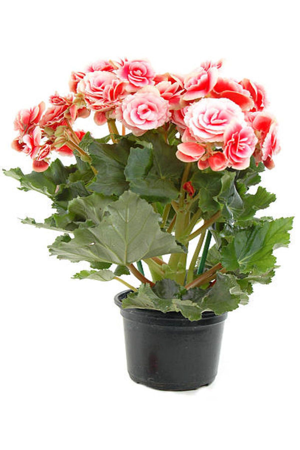 Flora Vadi Pembe Renkli Gül Begonya 20-40Cm 1 Adet Saksılı İç/Dış Mekan Bitkisi Begonia