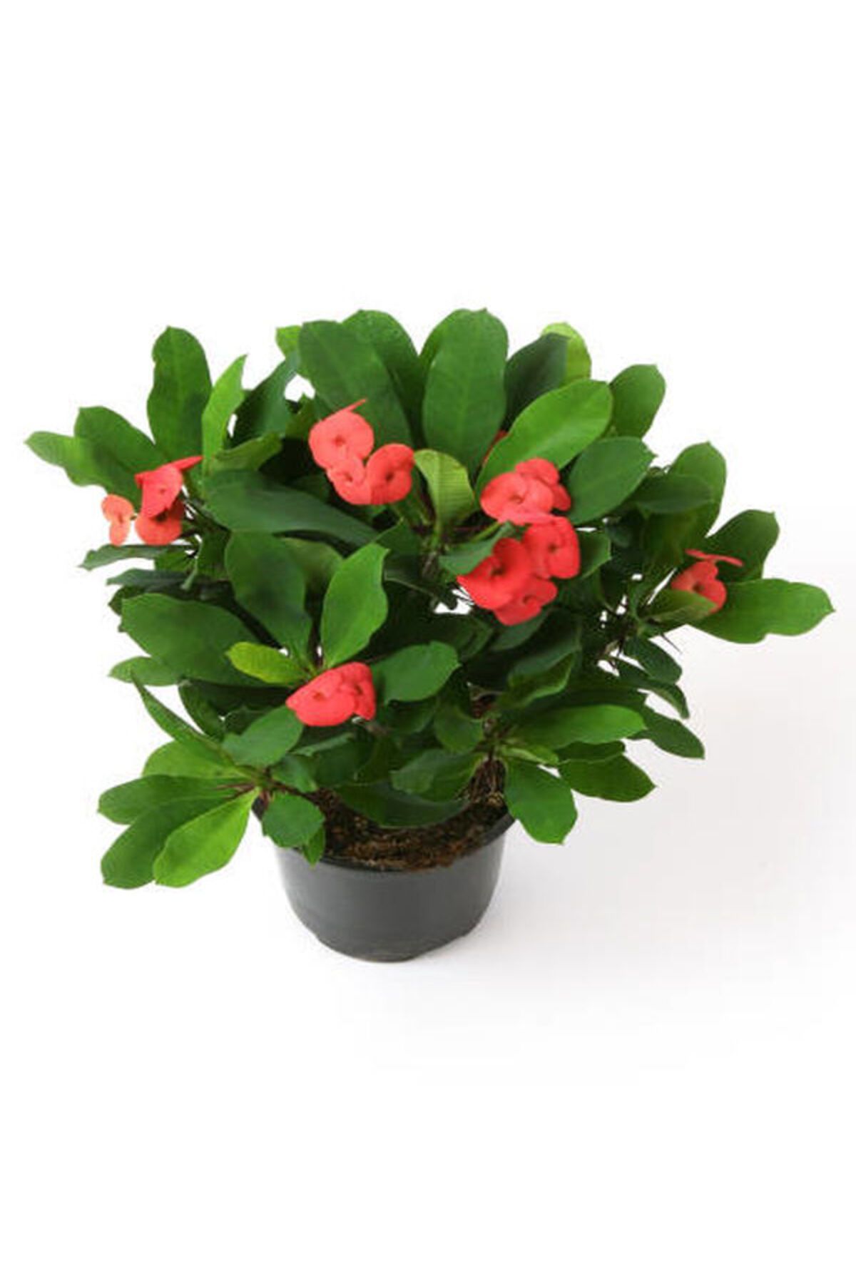 Flora Vadi İthal Dolgun Turuncu Renkli Saksılı 1 Adet Milli Dikenler Tacı (Euphorbia milii)