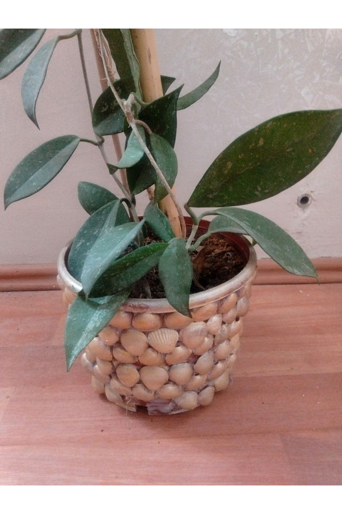 YLC HOME ÖZEL SAKSISI İLE ÖZEL TÜR 100 CM LİK MUM ÇİÇEĞİ