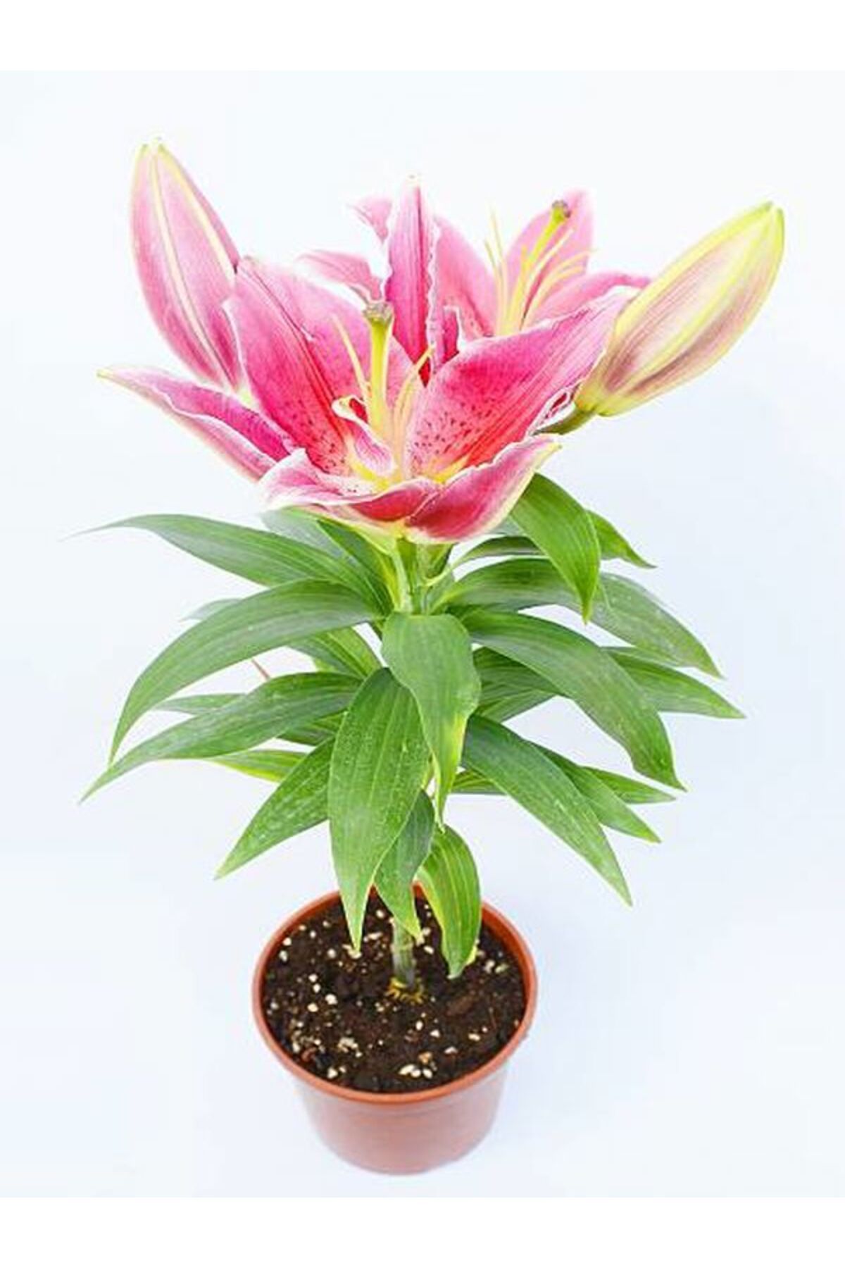 Flora Vadi Pembe Renkli 1 Adet Saksılı Lilyum Lilium