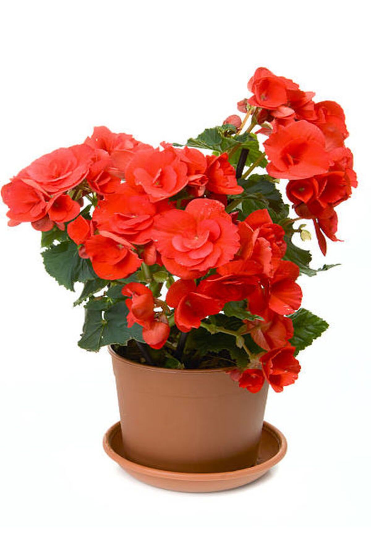 Flora Vadi Muthteşem Görünümlü Saksılı Turuncu Gül Begonya Çiçeği Begonia