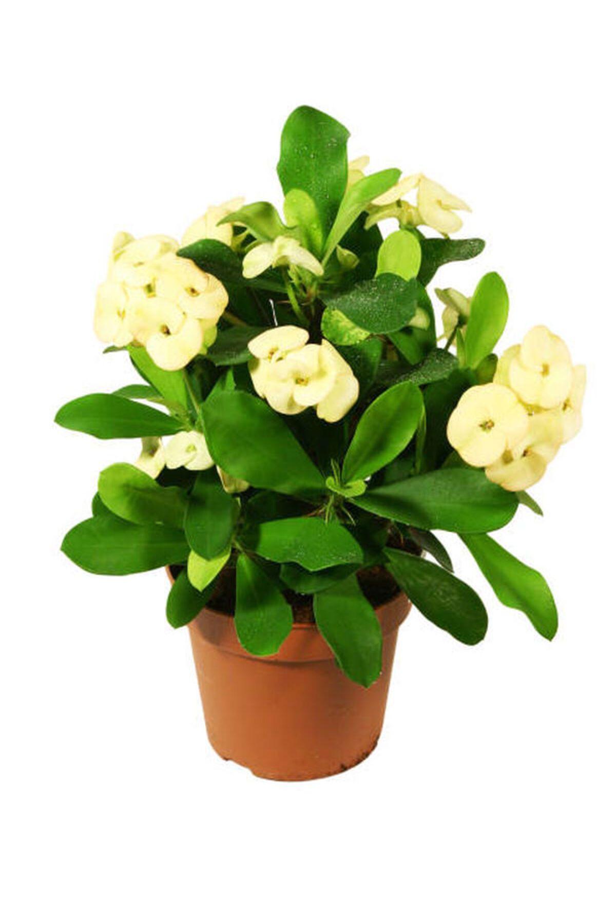 Flora Vadi İthal Milli Dikenler Tacı 1 Adet Saksılı Sarı Rekli (Euphorbia milii)