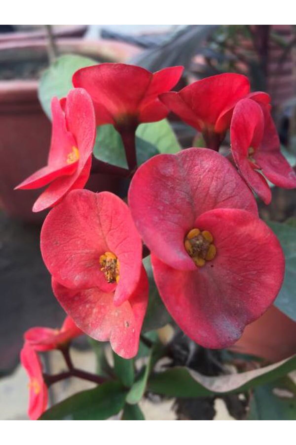 Flora Vadi İthal Dolgun Kırmızı Renkli Saksılı 1 Adet Milli Dikenler Tacı (Euphorbia milii)