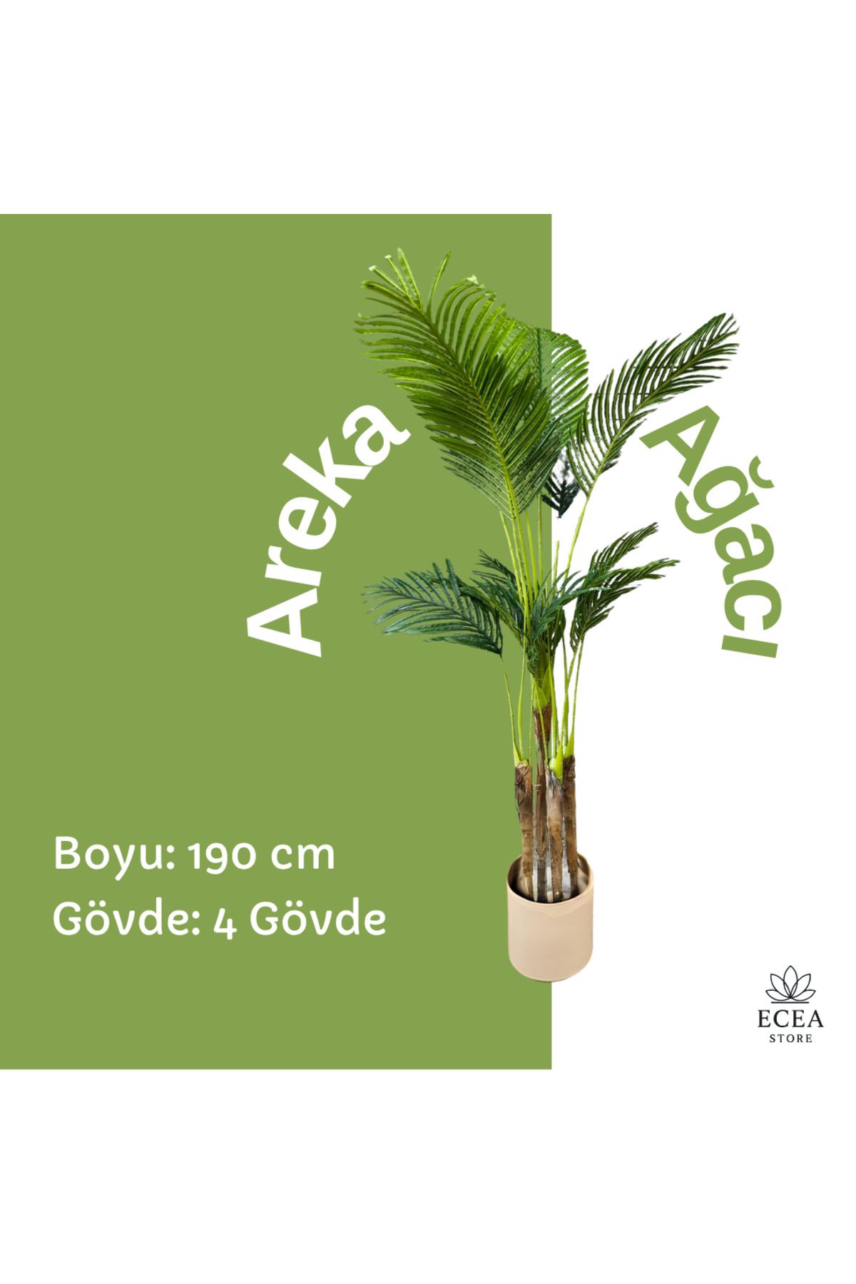 ECEA Store Areka Ağacı