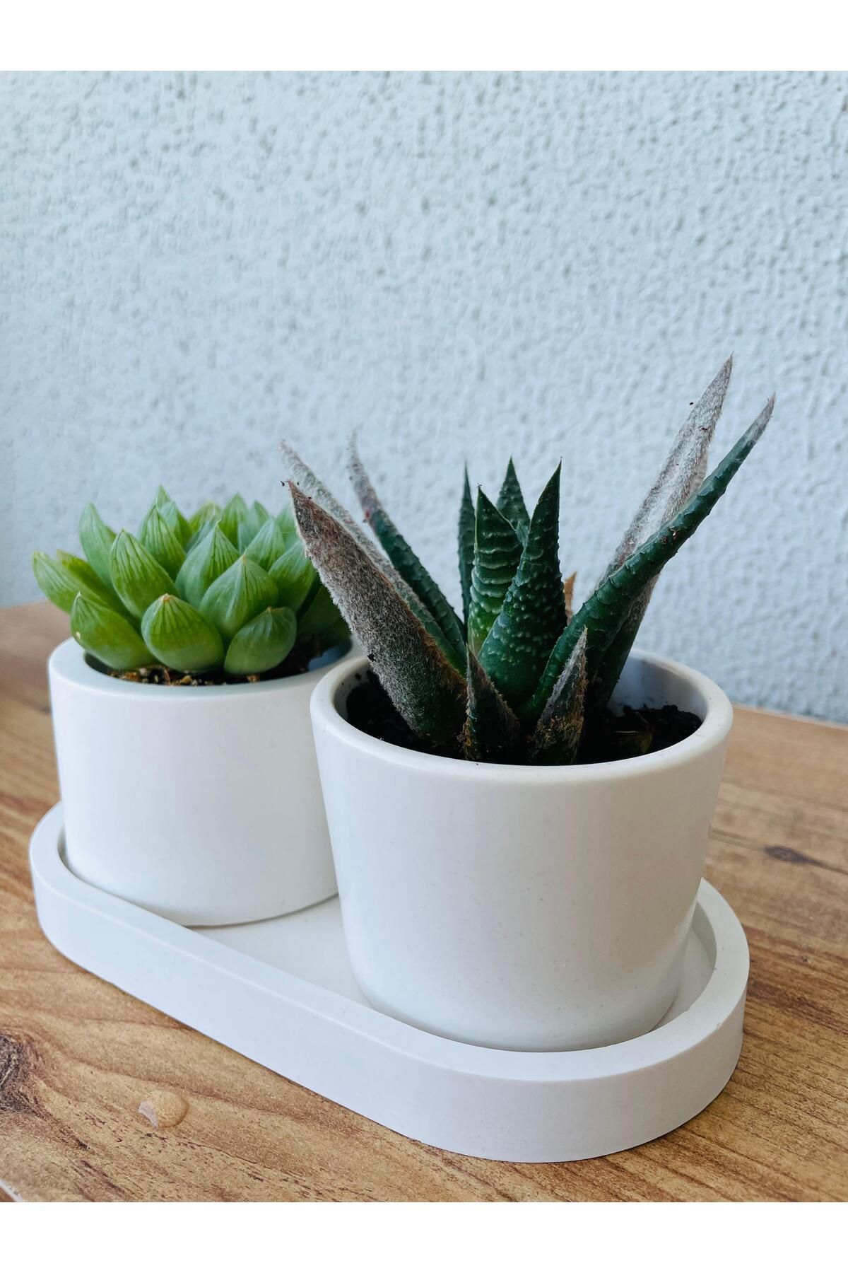 terra atölye 2'li Minimal Beton Saksı ve Tepsi Seti – El Yapımı Modern Dekoratif Sukulent/Vazo Takımı