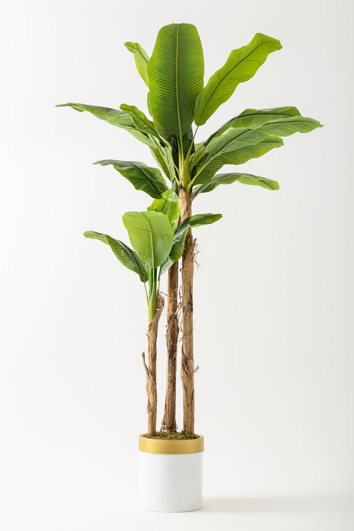Güleç Yapay Çiçek Yapay Muz Ağacı 220 Cm Beyaz Gold Metal Saksı