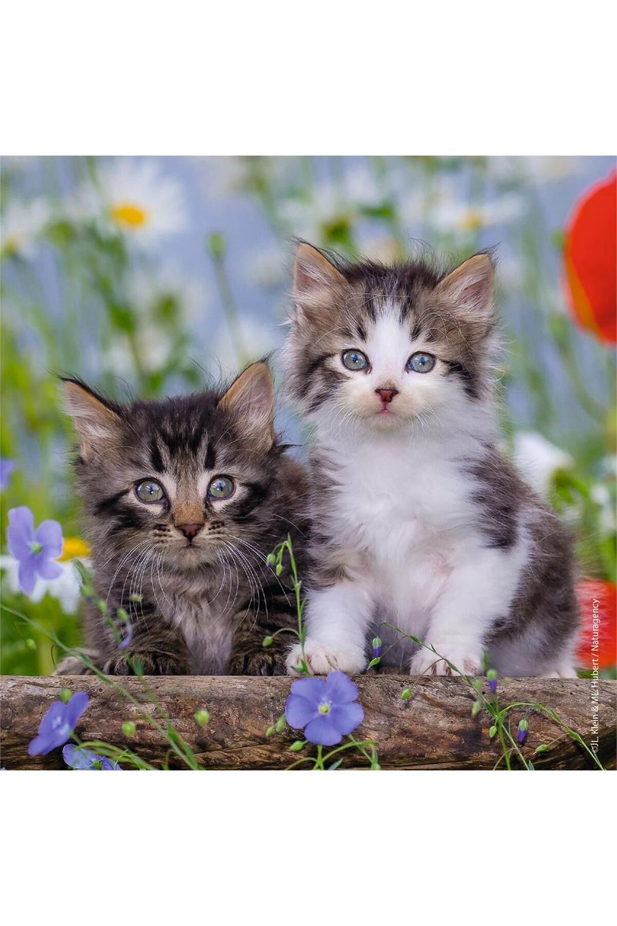RAVENSBURGER-3 Pieces 49 Piece Puzzle Cute Cats Children's Puzzles for Ages 5 and up S 3