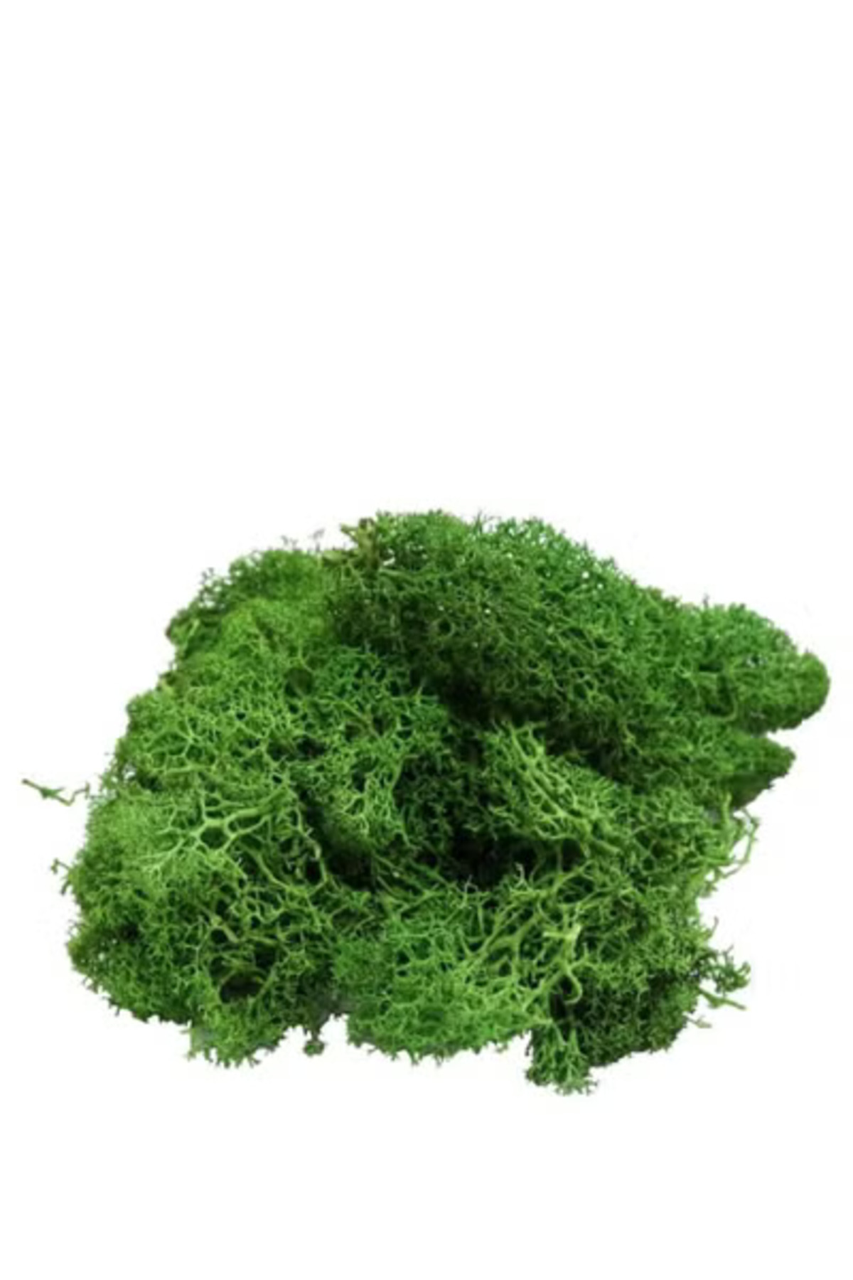 co arma-Algae grass provides you with year-round greenery, suitable for pools and gardens. 3