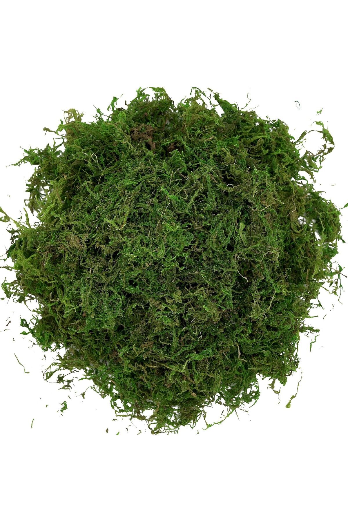 co arma-Algae grass provides you with year-round greenery, suitable for pools and gardens. 4
