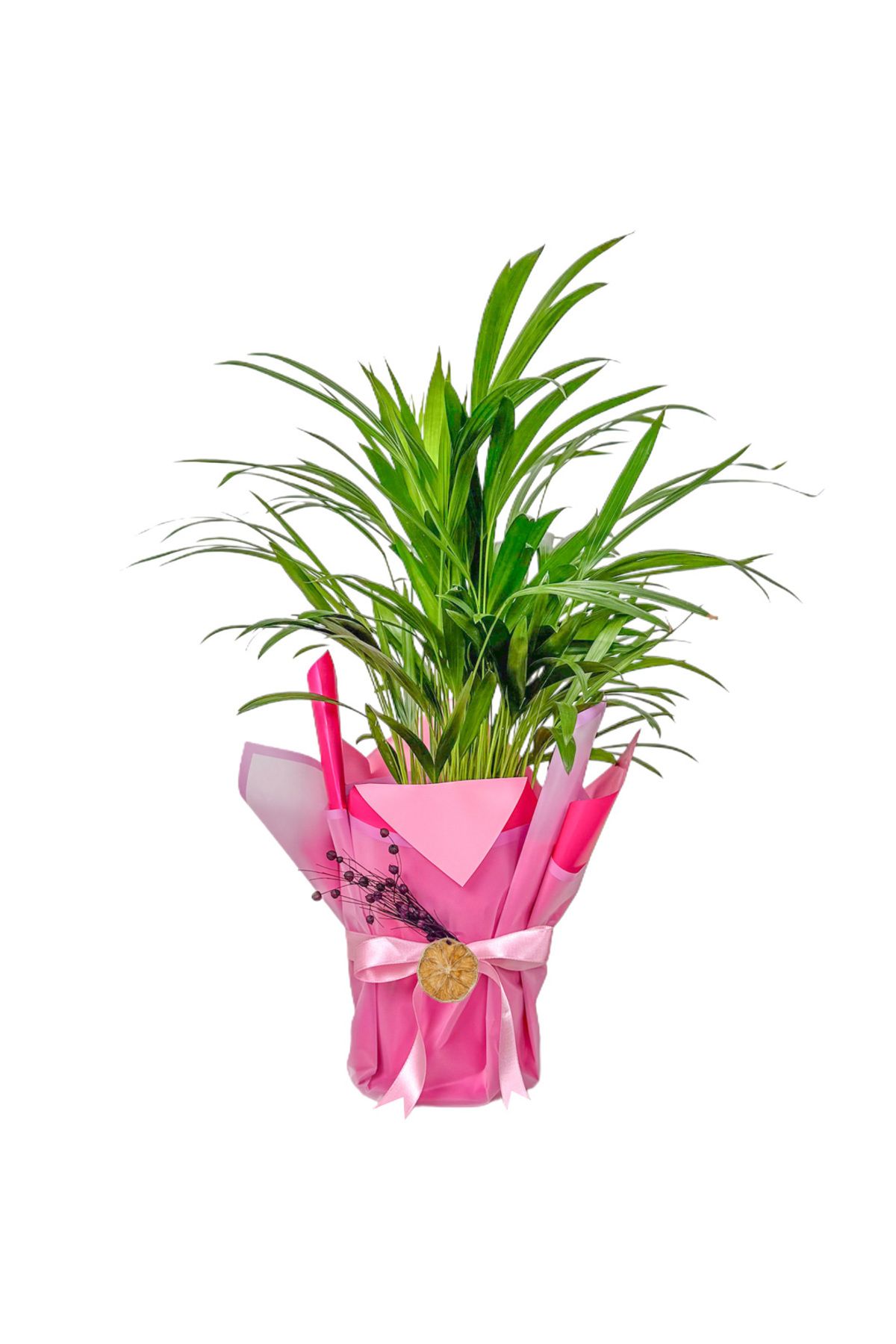 Fidanburada Areka Palmiyesi Mini (Dypsis Lutescens) Hediye Paketli
