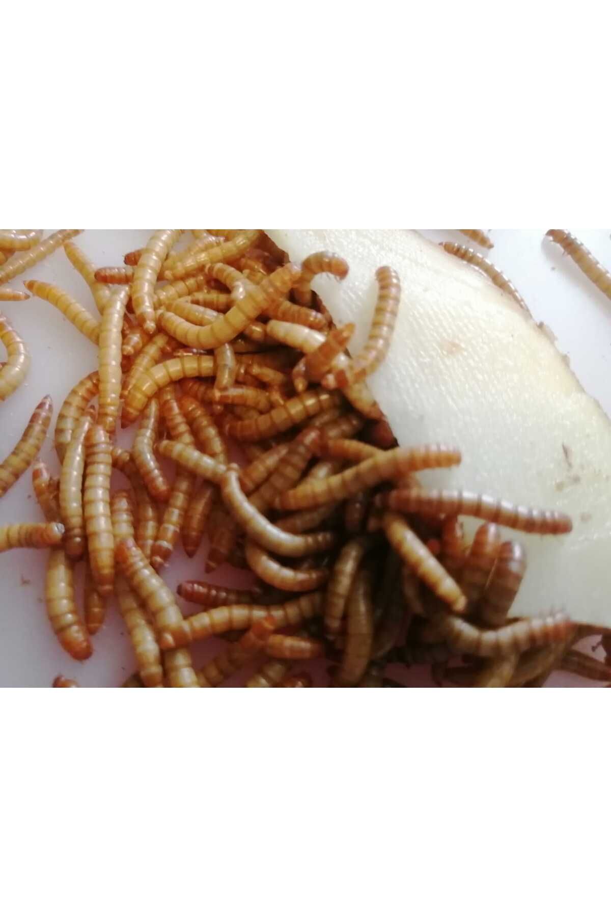 Koçlar un kurdu 130 adet