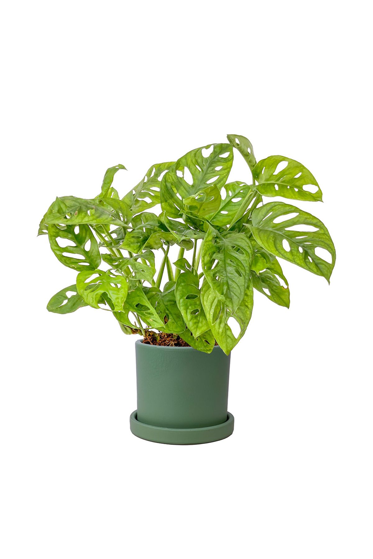 Fidanburada Deve Tabanı Mini (Monstera Monkey Mask) Ruby Yeşil Saksılı