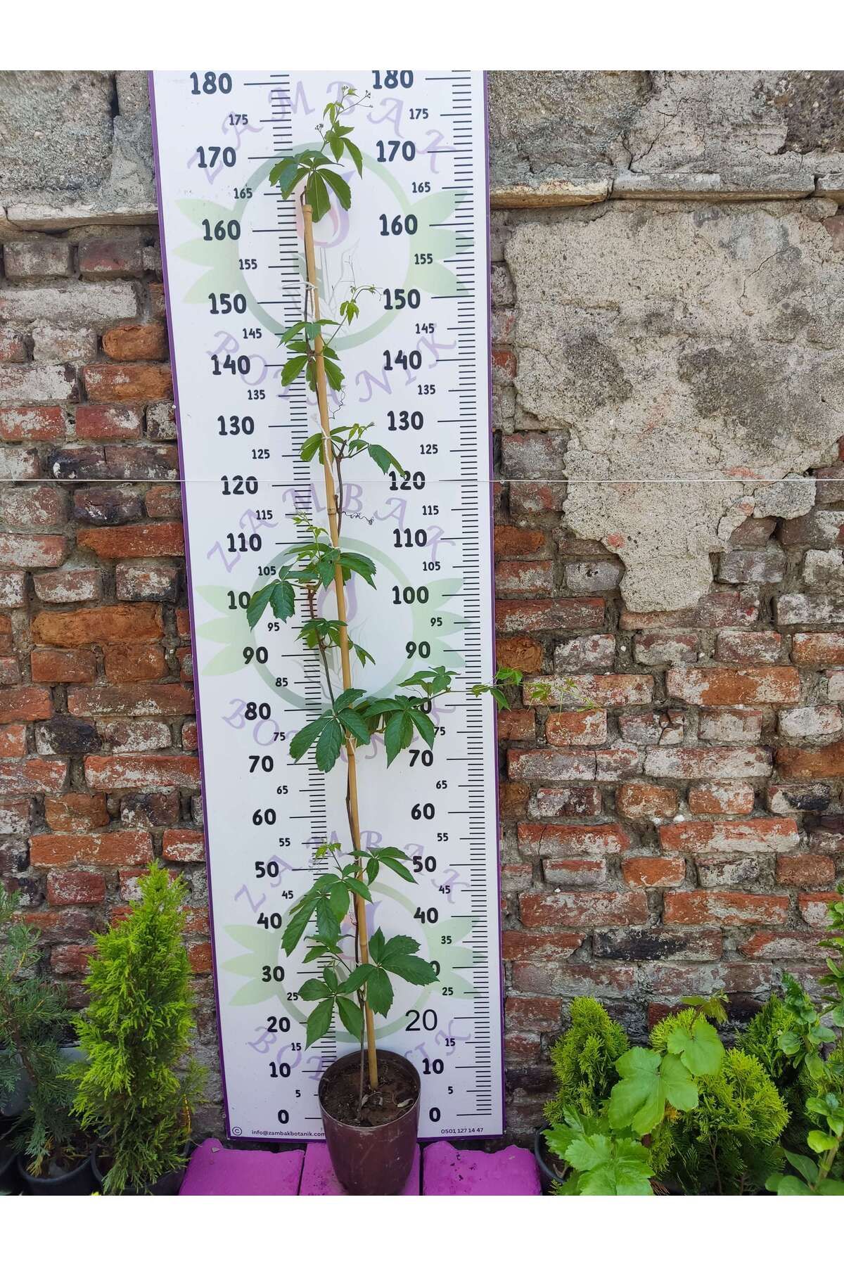 Zambak Botanik Parthenocissus quinquefolia (Amerikan Sarmaşığı) - Yaprak Döken, 150+ CM Sarmaşık