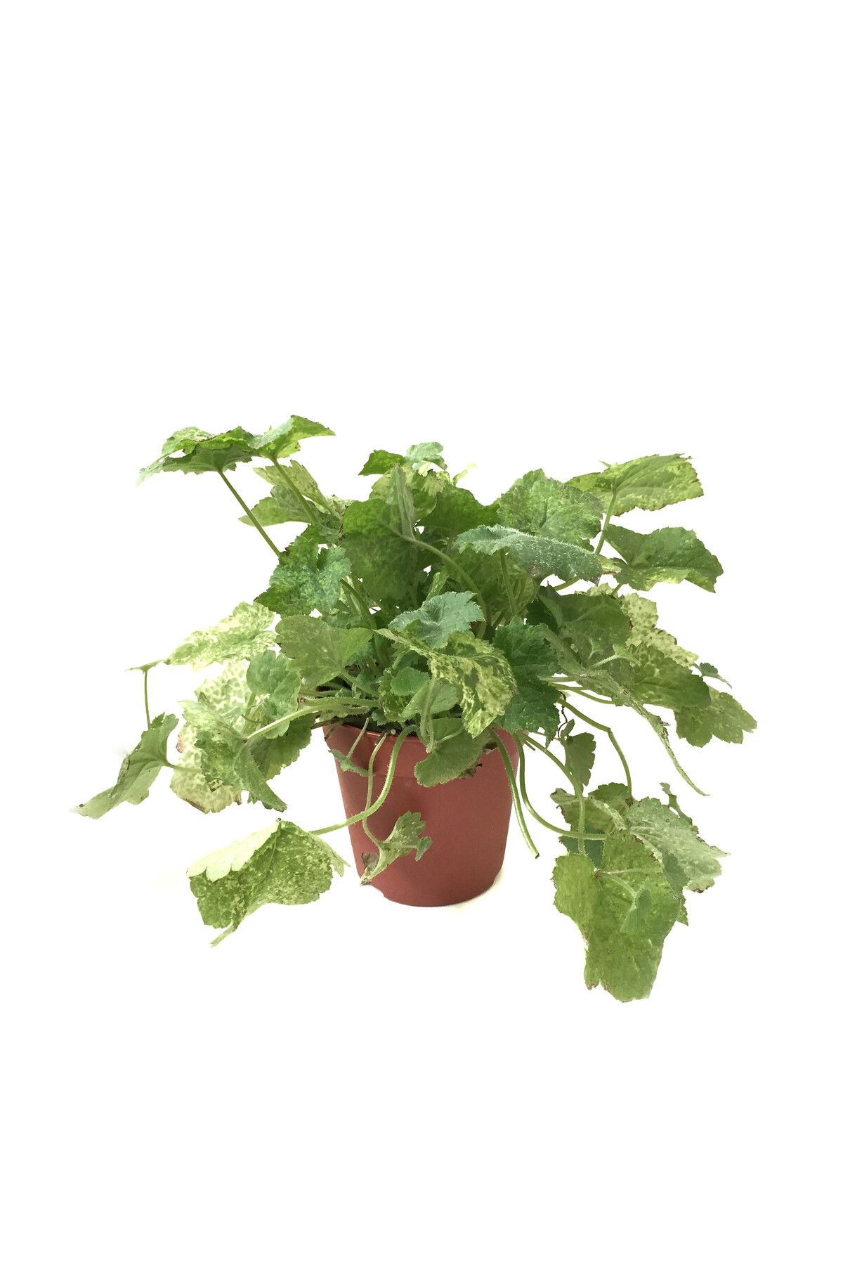 Betonish Tolmiea Menziesii