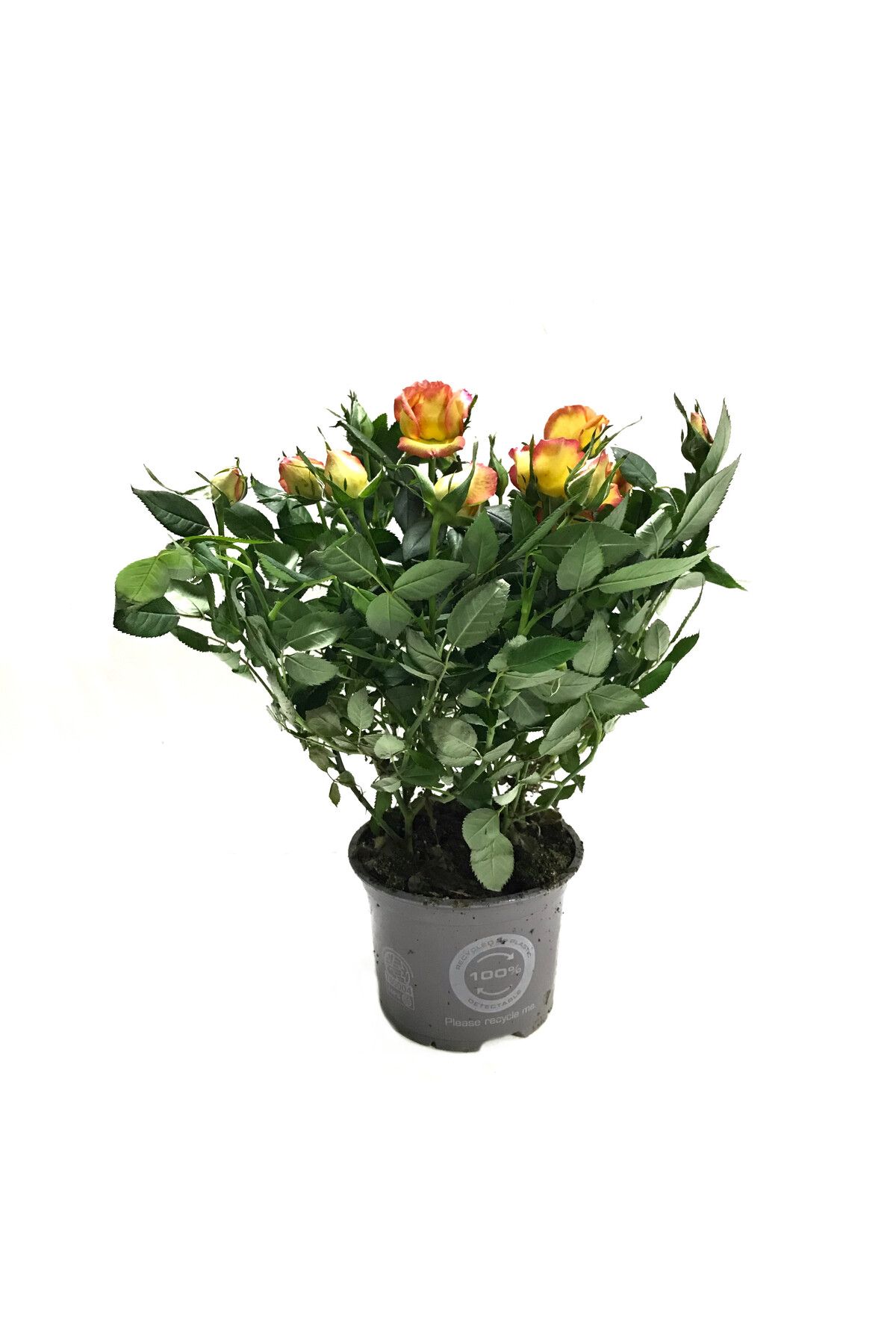 Betonish Rosa 'Yellow' (Sarı Gül)