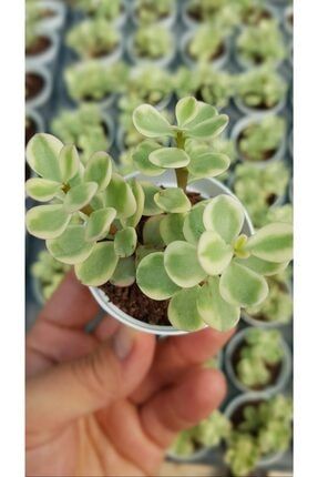 Portulacaria Afra 'variegata' Bonsai'ye Uygun Sukulent 5,5cm Saksılı TRD-074